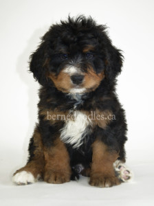 bernedoodles, bernedoodle puppies, bernedoodlees for sale, bernedoodles in canada, tri colour bernedoodles, tri colour, tri colour bernedoodles, tri colour bernedoodles, bernedoodles, bernedoodle breeders, bernedoodle breeders, bernedoodles, bernedoodles, bernedoodles. bernedoodle puppies for sale, berniedoodles, bernadoodles, bernesedoodles, bernedoodles, bernedoodles, bernedoodles, bernedoodle, bernedoodle, bernedoodle, bernedoodle, bernedoodle, bernedoodle puppies, bernedoodle breeders, bernedoodles, bernedoodle puppies, available bernedoodle puppies, available Bernedoodle puppies, tri colour bernedoodle,bernedoodle, bernedoodle, bernedoodle, bernedoodle, bernedoodles, bernedoodle puppies Ontario, bernedoodle, bernedooodle, bernedoodle, bernedoodle, bernedoodle, bernedoodle, bernedoodles, bernedoodle puppies, bernedoodle puppy, bernedoodle breeder in Canada, bernedoodle breeder in Ontario, bernedoodles, bernedoodles for sale, bernedoodles, Willow Brooke Bernedoodles, bernadoodles, available puppies, available Bernedoodle puppies, bernedoodles British Columbia, bernedoodles Alberta, bernedoodles Ontario, bernedoodles Toronto, bernedoodles Quebec, bernedoodles Nova Scotia, bernedoodles Newfoundland, bernedoodles New Brunswick, Bernese mountain dog, labradoodles, goldendoodles, bernedoodles, swiss ridge, swiss ridge kennel, swiss ridge bernedoodles, bernadoodles, berniedoodles, bernedoodles for sale, bernedoodles, bernedoodle, bernedoodle, bernedoodle, bernedoodle, bernedoodle, bernedoodle, bernedoodles, bernedoodles, bernedoodles, bernedoodle, bernedoodle puppy, bernedoodles Toronto, bernedoodles, bernedoodles, bernedoodle, bernedoodles, bernedoodle, bernedoodle, bernedoodle, bernedoodle, bernedoodle, bernedoodle, bernedoodles, bernedoodle, bernedoodles, bernedoodles, bernedoodles, Willow Brooke Bernedoodles, available Bernedoodle puppies, Bernedoodles Canada, bernedoodle, burnadoodle, berniedoodle, bernadoodle, bernadoodle, bernedoodle, bernedoodles, Bernedoodles, Bernese Mountain Dog, Poodle, Standard Poodle, Moyan Poodle, Mini Bernedoodle, Medium Bernedoodle, Standard Bernedoodle, Bernedoodles, bernedoodle, Bernedoodle Canada, bernedoodles bernedoodles bernedoodles, bernedoodles, Willow Brooke Bernedoodles, available bernedoodles, available Bernedoodles, Bernedoodles, bernedoodles, bernedoodle, bernedoodle, bernedoodles, bernedoodle, bernedoodle, bernedoodles, bernedoodle puppy, bernedoodle, bernedoodle, bernedoodles, bernedoodles, bernedoodle, bernedoodle, bernedoodles, bernedoodle puppies, bernedoodle breeder, Ontario bernedoodle puppies, bernedoodles for sale, available bernedoodle puppies, bernedoodle litters, bernedoodles in New York, bernedoodle, bernedoodle puppy, bernedoodle puppies, bernedoodles Ontario, bernedoodle, bernadoodle, bernadoodle, bernedoodles, bernedoodle puppies for sale, puppies for sale, bernedoodle, berniedoodle, bernedoodles in ontario, bernedoodles in Canada