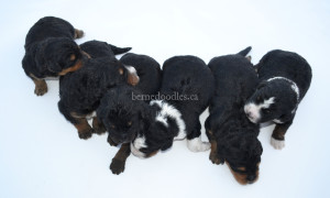 bernedoodles, bernedoodle puppies, bernedoodlees for sale, bernedoodles in canada, tri colour bernedoodles, tri colour, tri colour bernedoodles, tri colour bernedoodles, bernedoodles, bernedoodle breeders, bernedoodle breeders, bernedoodles, bernedoodles, bernedoodles. bernedoodle puppies for sale, berniedoodles, bernadoodles, bernesedoodles, bernedoodles, bernedoodles, bernedoodles, bernedoodle, bernedoodle, bernedoodle, bernedoodle, bernedoodle, bernedoodle puppies, bernedoodle breeders, bernedoodles, bernedoodle puppies, available bernedoodle puppies, available Bernedoodle puppies, tri colour bernedoodle,bernedoodle, bernedoodle, bernedoodle, bernedoodle, bernedoodles, bernedoodle puppies Ontario, bernedoodle, bernedooodle, bernedoodle, bernedoodle, bernedoodle, bernedoodle, bernedoodles, bernedoodle puppies, bernedoodle puppy, bernedoodle breeder in Canada, bernedoodle breeder in Ontario, bernedoodles, bernedoodles for sale, bernedoodles, Willow Brooke Bernedoodles, bernadoodles, available puppies, available Bernedoodle puppies, bernedoodles British Columbia, bernedoodles Alberta, bernedoodles Ontario, bernedoodles Toronto, bernedoodles Quebec, bernedoodles Nova Scotia, bernedoodles Newfoundland, bernedoodles New Brunswick, Bernese mountain dog, labradoodles, goldendoodles, bernedoodles, swiss ridge, swiss ridge kennel, swiss ridge bernedoodles, bernadoodles, berniedoodles, bernedoodles for sale, bernedoodles, bernedoodle, bernedoodle, bernedoodle, bernedoodle, bernedoodle, bernedoodle, bernedoodles, bernedoodles, bernedoodles, bernedoodle, bernedoodle puppy, bernedoodles Toronto, bernedoodles, bernedoodles, bernedoodle, bernedoodles, bernedoodle, bernedoodle, bernedoodle, bernedoodle, bernedoodle, bernedoodle, bernedoodles, bernedoodle, bernedoodles, bernedoodles, bernedoodles, Willow Brooke Bernedoodles, available Bernedoodle puppies, Bernedoodles Canada, bernedoodle, burnadoodle, berniedoodle, bernadoodle, bernadoodle, bernedoodle, bernedoodles, Bernedoodles, Bernese Mountain Dog, Poodle, Standard Poodle, Moyan Poodle, Mini Bernedoodle, Medium Bernedoodle, Standard Bernedoodle, Bernedoodles, bernedoodle, Bernedoodle Canada, bernedoodles bernedoodles bernedoodles, bernedoodles, Willow Brooke Bernedoodles, available bernedoodles, available Bernedoodles, Bernedoodles, bernedoodles, bernedoodle, bernedoodle, bernedoodles, bernedoodle, bernedoodle, bernedoodles, bernedoodle puppy, bernedoodle, bernedoodle, bernedoodles, bernedoodles, bernedoodle, bernedoodle, bernedoodles, bernedoodle puppies, bernedoodle breeder, Ontario bernedoodle puppies, bernedoodles for sale, available bernedoodle puppies, bernedoodle litters, bernedoodles in New York, bernedoodle, bernedoodle puppy, bernedoodle puppies, bernedoodles Ontario, bernedoodle, bernadoodle, bernadoodle, bernedoodles, bernedoodle puppies for sale, puppies for sale, bernedoodle, berniedoodle, bernedoodles in ontario, bernedoodles in Canada