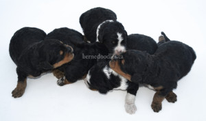 bernedoodles, bernedoodle puppies, bernedoodlees for sale, bernedoodles in canada, tri colour bernedoodles, tri colour, tri colour bernedoodles, tri colour bernedoodles, bernedoodles, bernedoodle breeders, bernedoodle breeders, bernedoodles, bernedoodles, bernedoodles. bernedoodle puppies for sale, berniedoodles, bernadoodles, bernesedoodles, bernedoodles, bernedoodles, bernedoodles, bernedoodle, bernedoodle, bernedoodle, bernedoodle, bernedoodle, bernedoodle puppies, bernedoodle breeders, bernedoodles, bernedoodle puppies, available bernedoodle puppies, available Bernedoodle puppies, tri colour bernedoodle,bernedoodle, bernedoodle, bernedoodle, bernedoodle, bernedoodles, bernedoodle puppies Ontario, bernedoodle, bernedooodle, bernedoodle, bernedoodle, bernedoodle, bernedoodle, bernedoodles, bernedoodle puppies, bernedoodle puppy, bernedoodle breeder in Canada, bernedoodle breeder in Ontario, bernedoodles, bernedoodles for sale, bernedoodles, Willow Brooke Bernedoodles, bernadoodles, available puppies, available Bernedoodle puppies, bernedoodles British Columbia, bernedoodles Alberta, bernedoodles Ontario, bernedoodles Toronto, bernedoodles Quebec, bernedoodles Nova Scotia, bernedoodles Newfoundland, bernedoodles New Brunswick, Bernese mountain dog, labradoodles, goldendoodles, bernedoodles, swiss ridge, swiss ridge kennel, swiss ridge bernedoodles, bernadoodles, berniedoodles, bernedoodles for sale, bernedoodles, bernedoodle, bernedoodle, bernedoodle, bernedoodle, bernedoodle, bernedoodle, bernedoodles, bernedoodles, bernedoodles, bernedoodle, bernedoodle puppy, bernedoodles Toronto, bernedoodles, bernedoodles, bernedoodle, bernedoodles, bernedoodle, bernedoodle, bernedoodle, bernedoodle, bernedoodle, bernedoodle, bernedoodles, bernedoodle, bernedoodles, bernedoodles, bernedoodles, Willow Brooke Bernedoodles, available Bernedoodle puppies, Bernedoodles Canada, bernedoodle, burnadoodle, berniedoodle, bernadoodle, bernadoodle, bernedoodle, bernedoodles, Bernedoodles, Bernese Mountain Dog, Poodle, Standard Poodle, Moyan Poodle, Mini Bernedoodle, Medium Bernedoodle, Standard Bernedoodle, Bernedoodles, bernedoodle, Bernedoodle Canada, bernedoodles bernedoodles bernedoodles, bernedoodles, Willow Brooke Bernedoodles, available bernedoodles, available Bernedoodles, Bernedoodles, bernedoodles, bernedoodle, bernedoodle, bernedoodles, bernedoodle, bernedoodle, bernedoodles, bernedoodle puppy, bernedoodle, bernedoodle, bernedoodles, bernedoodles, bernedoodle, bernedoodle, bernedoodles, bernedoodle puppies, bernedoodle breeder, Ontario bernedoodle puppies, bernedoodles for sale, available bernedoodle puppies, bernedoodle litters, bernedoodles in New York, bernedoodle, bernedoodle puppy, bernedoodle puppies, bernedoodles Ontario, bernedoodle, bernadoodle, bernadoodle, bernedoodles, bernedoodle puppies for sale, puppies for sale, bernedoodle, berniedoodle, bernedoodles in ontario, bernedoodles in Canada