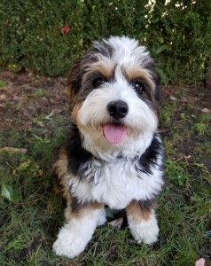 bernedoodles, bernedoodle puppies, bernedoodlees for sale, bernedoodles in canada, tri colour bernedoodles, tri colour, tri colour bernedoodles, tri colour bernedoodles, bernedoodles, bernedoodle breeders, bernedoodle breeders, bernedoodles, bernedoodles, bernedoodles. bernedoodle puppies for sale, berniedoodles, bernadoodles, bernesedoodles, bernedoodles, bernedoodles, bernedoodles, bernedoodle, bernedoodle, bernedoodle, bernedoodle, bernedoodle, bernedoodle puppies, bernedoodle breeders, bernedoodles, bernedoodle puppies, available bernedoodle puppies, available Bernedoodle puppies, tri colour bernedoodle,bernedoodle, bernedoodle, bernedoodle, bernedoodle, bernedoodles, bernedoodle puppies Ontario, bernedoodle, bernedooodle, bernedoodle, bernedoodle, bernedoodle, bernedoodle, bernedoodles, bernedoodle puppies, bernedoodle puppy, bernedoodle breeder in Canada, bernedoodle breeder in Ontario, bernedoodles, bernedoodles for sale,  bernedoodles, Willow Brooke Bernedoodles, bernadoodles, available puppies, available Bernedoodle puppies, bernedoodles British Columbia, bernedoodles Alberta, bernedoodles Ontario, bernedoodles Toronto, bernedoodles Quebec, bernedoodles Nova Scotia, bernedoodles Newfoundland, bernedoodles New Brunswick, Bernese mountain dog, labradoodles, goldendoodles, bernedoodles, swiss ridge, swiss ridge kennel, swiss ridge bernedoodles, bernadoodles, berniedoodles, bernedoodles for sale, bernedoodles, bernedoodle, bernedoodle, bernedoodle, bernedoodle, bernedoodle, bernedoodle, bernedoodles, bernedoodles, bernedoodles, bernedoodle, bernedoodle puppy, bernedoodles Toronto, bernedoodles, bernedoodles, bernedoodle, bernedoodles, bernedoodle, bernedoodle, bernedoodle, bernedoodle, bernedoodle, bernedoodle, bernedoodles, bernedoodle, bernedoodles, bernedoodles, bernedoodles, Willow Brooke Bernedoodles, available Bernedoodle puppies, Bernedoodles Canada, bernedoodle, burnadoodle, berniedoodle, bernadoodle, bernadoodle, bernedoodle, bernedoodles, Bernedoodles, Bernese Mountain Dog, Poodle, Standard Poodle, Moyan Poodle, Mini Bernedoodle, Medium Bernedoodle, Standard Bernedoodle, Bernedoodles, bernedoodle, Bernedoodle Canada, bernedoodles bernedoodles bernedoodles, bernedoodles, Willow Brooke Bernedoodles, available bernedoodles, available Bernedoodles, Bernedoodles, bernedoodles, bernedoodle, bernedoodle, bernedoodles, bernedoodle, bernedoodle, bernedoodles, bernedoodle puppy, bernedoodle, bernedoodle, bernedoodles, bernedoodles, bernedoodle, bernedoodle, bernedoodles, bernedoodle puppies, bernedoodle breeder, Ontario bernedoodle puppies, bernedoodles for sale, available bernedoodle puppies, bernedoodle litters, bernedoodles in New York, bernedoodle, bernedoodle puppy, bernedoodle puppies, bernedoodles Ontario, bernedoodle, bernadoodle, bernadoodle, bernedoodles, bernedoodle puppies for sale, puppies for sale, bernedoodle, berniedoodle, bernedoodles in ontario, bernedoodles in Canada