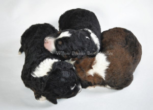 bernedoodles, bernedoodle puppies, bernedoodlees for sale, bernedoodles in canada, tri colour bernedoodles, tri colour, tri colour bernedoodles, tri colour bernedoodles, bernedoodles, bernedoodle breeders, bernedoodle breeders, bernedoodles, bernedoodles, bernedoodles. bernedoodle puppies for sale, berniedoodles, bernadoodles, bernesedoodles, bernedoodles, bernedoodles, bernedoodles, bernedoodle, bernedoodle, bernedoodle, bernedoodle, bernedoodle, bernedoodle puppies, bernedoodle breeders, bernedoodles, bernedoodle puppies, available bernedoodle puppies, available Bernedoodle puppies, tri colour bernedoodle,bernedoodle, bernedoodle, bernedoodle, bernedoodle, bernedoodles, bernedoodle puppies Ontario, bernedoodle, bernedooodle, bernedoodle, bernedoodle, bernedoodle, bernedoodle, bernedoodles, bernedoodle puppies, bernedoodle puppy, bernedoodle breeder in Canada, bernedoodle breeder in Ontario, bernedoodles, bernedoodles for sale, bernedoodles, Willow Brooke Bernedoodles, bernadoodles, available puppies, available Bernedoodle puppies, bernedoodles British Columbia, bernedoodles Alberta, bernedoodles Ontario, bernedoodles Toronto, bernedoodles Quebec, bernedoodles Nova Scotia, bernedoodles Newfoundland, bernedoodles New Brunswick, Bernese mountain dog, labradoodles, goldendoodles, bernedoodles, swiss ridge, swiss ridge kennel, swiss ridge bernedoodles, bernadoodles, berniedoodles, bernedoodles for sale, bernedoodles, bernedoodle, bernedoodle, bernedoodle, bernedoodle, bernedoodle, bernedoodle, bernedoodles, bernedoodles, bernedoodles, bernedoodle, bernedoodle puppy, bernedoodles Toronto, bernedoodles, bernedoodles, bernedoodle, bernedoodles, bernedoodle, bernedoodle, bernedoodle, bernedoodle, bernedoodle, bernedoodle, bernedoodles, bernedoodle, bernedoodles, bernedoodles, bernedoodles, Willow Brooke Bernedoodles, available Bernedoodle puppies, Bernedoodles Canada, bernedoodle, burnadoodle, berniedoodle, bernadoodle, bernadoodle, bernedoodle, bernedoodles, Bernedoodles, Bernese Mountain Dog, Poodle, Standard Poodle, Moyan Poodle, Mini Bernedoodle, Medium Bernedoodle, Standard Bernedoodle, Bernedoodles, bernedoodle, Bernedoodle Canada, bernedoodles bernedoodles bernedoodles, bernedoodles, Willow Brooke Bernedoodles, available bernedoodles, available Bernedoodles, Bernedoodles, bernedoodles, bernedoodle, bernedoodle, bernedoodles, bernedoodle, bernedoodle, bernedoodles, bernedoodle puppy, bernedoodle, bernedoodle, bernedoodles, bernedoodles, bernedoodle, bernedoodle, bernedoodles, bernedoodle puppies, bernedoodle breeder, Ontario bernedoodle puppies, bernedoodles for sale, available bernedoodle puppies, bernedoodle litters, bernedoodles in New York, bernedoodle, bernedoodle puppy, bernedoodle puppies, bernedoodles Ontario, bernedoodle, bernadoodle, bernadoodle, bernedoodles, bernedoodle puppies for sale, puppies for sale, bernedoodle, berniedoodle, bernedoodles in ontario, bernedoodles in Canada