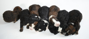 bernedoodles, bernedoodle puppies, bernedoodlees for sale, bernedoodles in canada, tri colour bernedoodles, tri colour, tri colour bernedoodles, tri colour bernedoodles, bernedoodles, bernedoodle breeders, bernedoodle breeders, bernedoodles, bernedoodles, bernedoodles. bernedoodle puppies for sale, berniedoodles, bernadoodles, bernesedoodles, bernedoodles, bernedoodles, bernedoodles, bernedoodle, bernedoodle, bernedoodle, bernedoodle, bernedoodle, bernedoodle puppies, bernedoodle breeders, bernedoodles, bernedoodle puppies, available bernedoodle puppies, available Bernedoodle puppies, tri colour bernedoodle,bernedoodle, bernedoodle, bernedoodle, bernedoodle, bernedoodles, bernedoodle puppies Ontario, bernedoodle, bernedooodle, bernedoodle, bernedoodle, bernedoodle, bernedoodle, bernedoodles, bernedoodle puppies, bernedoodle puppy, bernedoodle breeder in Canada, bernedoodle breeder in Ontario, bernedoodles, bernedoodles for sale, bernedoodles, Willow Brooke Bernedoodles, bernadoodles, available puppies, available Bernedoodle puppies, bernedoodles British Columbia, bernedoodles Alberta, bernedoodles Ontario, bernedoodles Toronto, bernedoodles Quebec, bernedoodles Nova Scotia, bernedoodles Newfoundland, bernedoodles New Brunswick, Bernese mountain dog, labradoodles, goldendoodles, bernedoodles, swiss ridge, swiss ridge kennel, swiss ridge bernedoodles, bernadoodles, berniedoodles, bernedoodles for sale, bernedoodles, bernedoodle, bernedoodle, bernedoodle, bernedoodle, bernedoodle, bernedoodle, bernedoodles, bernedoodles, bernedoodles, bernedoodle, bernedoodle puppy, bernedoodles Toronto, bernedoodles, bernedoodles, bernedoodle, bernedoodles, bernedoodle, bernedoodle, bernedoodle, bernedoodle, bernedoodle, bernedoodle, bernedoodles, bernedoodle, bernedoodles, bernedoodles, bernedoodles, Willow Brooke Bernedoodles, available Bernedoodle puppies, Bernedoodles Canada, bernedoodle, burnadoodle, berniedoodle, bernadoodle, bernadoodle, bernedoodle, bernedoodles, Bernedoodles, Bernese Mountain Dog, Poodle, Standard Poodle, Moyan Poodle, Mini Bernedoodle, Medium Bernedoodle, Standard Bernedoodle, Bernedoodles, bernedoodle, Bernedoodle Canada, bernedoodles bernedoodles bernedoodles, bernedoodles, Willow Brooke Bernedoodles, available bernedoodles, available Bernedoodles, Bernedoodles, bernedoodles, bernedoodle, bernedoodle, bernedoodles, bernedoodle, bernedoodle, bernedoodles, bernedoodle puppy, bernedoodle, bernedoodle, bernedoodles, bernedoodles, bernedoodle, bernedoodle, bernedoodles, bernedoodle puppies, bernedoodle breeder, Ontario bernedoodle puppies, bernedoodles for sale, available bernedoodle puppies, bernedoodle litters, bernedoodles in New York, bernedoodle, bernedoodle puppy, bernedoodle puppies, bernedoodles Ontario, bernedoodle, bernadoodle, bernadoodle, bernedoodles, bernedoodle puppies for sale, puppies for sale, bernedoodle, berniedoodle, bernedoodles in ontario, bernedoodles in Canada