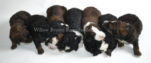 bernedoodles, bernedoodle puppies, bernedoodlees for sale, bernedoodles in canada, tri colour bernedoodles, tri colour, tri colour bernedoodles, tri colour bernedoodles, bernedoodles, bernedoodle breeders, bernedoodle breeders, bernedoodles, bernedoodles, bernedoodles. bernedoodle puppies for sale, berniedoodles, bernadoodles, bernesedoodles, bernedoodles, bernedoodles, bernedoodles, bernedoodle, bernedoodle, bernedoodle, bernedoodle, bernedoodle, bernedoodle puppies, bernedoodle breeders, bernedoodles, bernedoodle puppies, available bernedoodle puppies, available Bernedoodle puppies, tri colour bernedoodle,bernedoodle, bernedoodle, bernedoodle, bernedoodle, bernedoodles, bernedoodle puppies Ontario, bernedoodle, bernedooodle, bernedoodle, bernedoodle, bernedoodle, bernedoodle, bernedoodles, bernedoodle puppies, bernedoodle puppy, bernedoodle breeder in Canada, bernedoodle breeder in Ontario, bernedoodles, bernedoodles for sale, bernedoodles, Willow Brooke Bernedoodles, bernadoodles, available puppies, available Bernedoodle puppies, bernedoodles British Columbia, bernedoodles Alberta, bernedoodles Ontario, bernedoodles Toronto, bernedoodles Quebec, bernedoodles Nova Scotia, bernedoodles Newfoundland, bernedoodles New Brunswick, Bernese mountain dog, labradoodles, goldendoodles, bernedoodles, swiss ridge, swiss ridge kennel, swiss ridge bernedoodles, bernadoodles, berniedoodles, bernedoodles for sale, bernedoodles, bernedoodle, bernedoodle, bernedoodle, bernedoodle, bernedoodle, bernedoodle, bernedoodles, bernedoodles, bernedoodles, bernedoodle, bernedoodle puppy, bernedoodles Toronto, bernedoodles, bernedoodles, bernedoodle, bernedoodles, bernedoodle, bernedoodle, bernedoodle, bernedoodle, bernedoodle, bernedoodle, bernedoodles, bernedoodle, bernedoodles, bernedoodles, bernedoodles, Willow Brooke Bernedoodles, available Bernedoodle puppies, Bernedoodles Canada, bernedoodle, burnadoodle, berniedoodle, bernadoodle, bernadoodle, bernedoodle, bernedoodles, Bernedoodles, Bernese Mountain Dog, Poodle, Standard Poodle, Moyan Poodle, Mini Bernedoodle, Medium Bernedoodle, Standard Bernedoodle, Bernedoodles, bernedoodle, Bernedoodle Canada, bernedoodles bernedoodles bernedoodles, bernedoodles, Willow Brooke Bernedoodles, available bernedoodles, available Bernedoodles, Bernedoodles, bernedoodles, bernedoodle, bernedoodle, bernedoodles, bernedoodle, bernedoodle, bernedoodles, bernedoodle puppy, bernedoodle, bernedoodle, bernedoodles, bernedoodles, bernedoodle, bernedoodle, bernedoodles, bernedoodle puppies, bernedoodle breeder, Ontario bernedoodle puppies, bernedoodles for sale, available bernedoodle puppies, bernedoodle litters, bernedoodles in New York, bernedoodle, bernedoodle puppy, bernedoodle puppies, bernedoodles Ontario, bernedoodle, bernadoodle, bernadoodle, bernedoodles, bernedoodle puppies for sale, puppies for sale, bernedoodle, berniedoodle, bernedoodles in ontario, bernedoodles in Canada