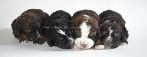 bernedoodles, bernedoodle puppies, bernedoodlees for sale, bernedoodles in canada, tri colour bernedoodles, tri colour, tri colour bernedoodles, tri colour bernedoodles, bernedoodles, bernedoodle breeders, bernedoodle breeders, bernedoodles, bernedoodles, bernedoodles. bernedoodle puppies for sale, berniedoodles, bernadoodles, bernesedoodles, bernedoodles, bernedoodles, bernedoodles, bernedoodle, bernedoodle, bernedoodle, bernedoodle, bernedoodle, bernedoodle puppies, bernedoodle breeders, bernedoodles, bernedoodle puppies, available bernedoodle puppies, available Bernedoodle puppies, tri colour bernedoodle,bernedoodle, bernedoodle, bernedoodle, bernedoodle, bernedoodles, bernedoodle puppies Ontario, bernedoodle, bernedooodle, bernedoodle, bernedoodle, bernedoodle, bernedoodle, bernedoodles, bernedoodle puppies, bernedoodle puppy, bernedoodle breeder in Canada, bernedoodle breeder in Ontario, bernedoodles, bernedoodles for sale, bernedoodles, Willow Brooke Bernedoodles, bernadoodles, available puppies, available Bernedoodle puppies, bernedoodles British Columbia, bernedoodles Alberta, bernedoodles Ontario, bernedoodles Toronto, bernedoodles Quebec, bernedoodles Nova Scotia, bernedoodles Newfoundland, bernedoodles New Brunswick, Bernese mountain dog, labradoodles, goldendoodles, bernedoodles, swiss ridge, swiss ridge kennel, swiss ridge bernedoodles, bernadoodles, berniedoodles, bernedoodles for sale, bernedoodles, bernedoodle, bernedoodle, bernedoodle, bernedoodle, bernedoodle, bernedoodle, bernedoodles, bernedoodles, bernedoodles, bernedoodle, bernedoodle puppy, bernedoodles Toronto, bernedoodles, bernedoodles, bernedoodle, bernedoodles, bernedoodle, bernedoodle, bernedoodle, bernedoodle, bernedoodle, bernedoodle, bernedoodles, bernedoodle, bernedoodles, bernedoodles, bernedoodles, Willow Brooke Bernedoodles, available Bernedoodle puppies, Bernedoodles Canada, bernedoodle, burnadoodle, berniedoodle, bernadoodle, bernadoodle, bernedoodle, bernedoodles, Bernedoodles, Bernese Mountain Dog, Poodle, Standard Poodle, Moyan Poodle, Mini Bernedoodle, Medium Bernedoodle, Standard Bernedoodle, Bernedoodles, bernedoodle, Bernedoodle Canada, bernedoodles bernedoodles bernedoodles, bernedoodles, Willow Brooke Bernedoodles, available bernedoodles, available Bernedoodles, Bernedoodles, bernedoodles, bernedoodle, bernedoodle, bernedoodles, bernedoodle, bernedoodle, bernedoodles, bernedoodle puppy, bernedoodle, bernedoodle, bernedoodles, bernedoodles, bernedoodle, bernedoodle, bernedoodles, bernedoodle puppies, bernedoodle breeder, Ontario bernedoodle puppies, bernedoodles for sale, available bernedoodle puppies, bernedoodle litters, bernedoodles in New York, bernedoodle, bernedoodle puppy, bernedoodle puppies, bernedoodles Ontario, bernedoodle, bernadoodle, bernadoodle, bernedoodles, bernedoodle puppies for sale, puppies for sale, bernedoodle, berniedoodle, bernedoodles in ontario, bernedoodles in Canada