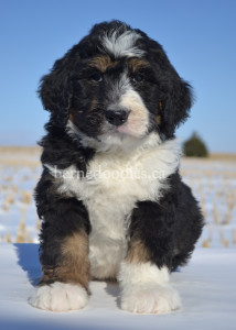 bernedoodles, bernedoodle puppies, bernedoodlees for sale, bernedoodles in canada, tri colour bernedoodles, tri colour, tri colour bernedoodles, tri colour bernedoodles, bernedoodles, bernedoodle breeders, bernedoodle breeders, bernedoodles, bernedoodles, bernedoodles. bernedoodle puppies for sale, berniedoodles, bernadoodles, bernesedoodles, bernedoodles, bernedoodles, bernedoodles, bernedoodle, bernedoodle, bernedoodle, bernedoodle, bernedoodle, bernedoodle puppies, bernedoodle breeders, bernedoodles, bernedoodle puppies, available bernedoodle puppies, available Bernedoodle puppies, tri colour bernedoodle,bernedoodle, bernedoodle, bernedoodle, bernedoodle, bernedoodles, bernedoodle puppies Ontario, bernedoodle, bernedooodle, bernedoodle, bernedoodle, bernedoodle, bernedoodle, bernedoodles, bernedoodle puppies, bernedoodle puppy, bernedoodle breeder in Canada, bernedoodle breeder in Ontario, bernedoodles, bernedoodles for sale, bernedoodles, Willow Brooke Bernedoodles, bernadoodles, available puppies, available Bernedoodle puppies, bernedoodles British Columbia, bernedoodles Alberta, bernedoodles Ontario, bernedoodles Toronto, bernedoodles Quebec, bernedoodles Nova Scotia, bernedoodles Newfoundland, bernedoodles New Brunswick, Bernese mountain dog, labradoodles, goldendoodles, bernedoodles, swiss ridge, swiss ridge kennel, swiss ridge bernedoodles, bernadoodles, berniedoodles, bernedoodles for sale, bernedoodles, bernedoodle, bernedoodle, bernedoodle, bernedoodle, bernedoodle, bernedoodle, bernedoodles, bernedoodles, bernedoodles, bernedoodle, bernedoodle puppy, bernedoodles Toronto, bernedoodles, bernedoodles, bernedoodle, bernedoodles, bernedoodle, bernedoodle, bernedoodle, bernedoodle, bernedoodle, bernedoodle, bernedoodles, bernedoodle, bernedoodles, bernedoodles, bernedoodles, Willow Brooke Bernedoodles, available Bernedoodle puppies, Bernedoodles Canada, bernedoodle, burnadoodle, berniedoodle, bernadoodle, bernadoodle, bernedoodle, bernedoodles, Bernedoodles, Bernese Mountain Dog, Poodle, Standard Poodle, Moyan Poodle, Mini Bernedoodle, Medium Bernedoodle, Standard Bernedoodle, Bernedoodles, bernedoodle, Bernedoodle Canada, bernedoodles bernedoodles bernedoodles, bernedoodles, Willow Brooke Bernedoodles, available bernedoodles, available Bernedoodles, Bernedoodles, bernedoodles, bernedoodle, bernedoodle, bernedoodles, bernedoodle, bernedoodle, bernedoodles, bernedoodle puppy, bernedoodle, bernedoodle, bernedoodles, bernedoodles, bernedoodle, bernedoodle, bernedoodles, bernedoodle puppies, bernedoodle breeder, Ontario bernedoodle puppies, bernedoodles for sale, available bernedoodle puppies, bernedoodle litters, bernedoodles in New York, bernedoodle, bernedoodle puppy, bernedoodle puppies, bernedoodles Ontario, bernedoodle, bernadoodle, bernadoodle, bernedoodles, bernedoodle puppies for sale, puppies for sale, bernedoodle, berniedoodle, bernedoodles in ontario, bernedoodles in Canada