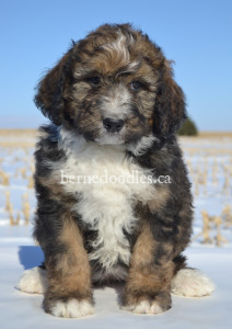 bernedoodles, bernedoodle puppies, bernedoodlees for sale, bernedoodles in canada, tri colour bernedoodles, tri colour, tri colour bernedoodles, tri colour bernedoodles, bernedoodles, bernedoodle breeders, bernedoodle breeders, bernedoodles, bernedoodles, bernedoodles. bernedoodle puppies for sale, berniedoodles, bernadoodles, bernesedoodles, bernedoodles, bernedoodles, bernedoodles, bernedoodle, bernedoodle, bernedoodle, bernedoodle, bernedoodle, bernedoodle puppies, bernedoodle breeders, bernedoodles, bernedoodle puppies, available bernedoodle puppies, available Bernedoodle puppies, tri colour bernedoodle,bernedoodle, bernedoodle, bernedoodle, bernedoodle, bernedoodles, bernedoodle puppies Ontario, bernedoodle, bernedooodle, bernedoodle, bernedoodle, bernedoodle, bernedoodle, bernedoodles, bernedoodle puppies, bernedoodle puppy, bernedoodle breeder in Canada, bernedoodle breeder in Ontario, bernedoodles, bernedoodles for sale, bernedoodles, Willow Brooke Bernedoodles, bernadoodles, available puppies, available Bernedoodle puppies, bernedoodles British Columbia, bernedoodles Alberta, bernedoodles Ontario, bernedoodles Toronto, bernedoodles Quebec, bernedoodles Nova Scotia, bernedoodles Newfoundland, bernedoodles New Brunswick, Bernese mountain dog, labradoodles, goldendoodles, bernedoodles, swiss ridge, swiss ridge kennel, swiss ridge bernedoodles, bernadoodles, berniedoodles, bernedoodles for sale, bernedoodles, bernedoodle, bernedoodle, bernedoodle, bernedoodle, bernedoodle, bernedoodle, bernedoodles, bernedoodles, bernedoodles, bernedoodle, bernedoodle puppy, bernedoodles Toronto, bernedoodles, bernedoodles, bernedoodle, bernedoodles, bernedoodle, bernedoodle, bernedoodle, bernedoodle, bernedoodle, bernedoodle, bernedoodles, bernedoodle, bernedoodles, bernedoodles, bernedoodles, Willow Brooke Bernedoodles, available Bernedoodle puppies, Bernedoodles Canada, bernedoodle, burnadoodle, berniedoodle, bernadoodle, bernadoodle, bernedoodle, bernedoodles, Bernedoodles, Bernese Mountain Dog, Poodle, Standard Poodle, Moyan Poodle, Mini Bernedoodle, Medium Bernedoodle, Standard Bernedoodle, Bernedoodles, bernedoodle, Bernedoodle Canada, bernedoodles bernedoodles bernedoodles, bernedoodles, Willow Brooke Bernedoodles, available bernedoodles, available Bernedoodles, Bernedoodles, bernedoodles, bernedoodle, bernedoodle, bernedoodles, bernedoodle, bernedoodle, bernedoodles, bernedoodle puppy, bernedoodle, bernedoodle, bernedoodles, bernedoodles, bernedoodle, bernedoodle, bernedoodles, bernedoodle puppies, bernedoodle breeder, Ontario bernedoodle puppies, bernedoodles for sale, available bernedoodle puppies, bernedoodle litters, bernedoodles in New York, bernedoodle, bernedoodle puppy, bernedoodle puppies, bernedoodles Ontario, bernedoodle, bernadoodle, bernadoodle, bernedoodles, bernedoodle puppies for sale, puppies for sale, bernedoodle, berniedoodle, bernedoodles in ontario, bernedoodles in Canada