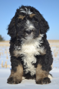 bernedoodles, bernedoodle puppies, bernedoodlees for sale, bernedoodles in canada, tri colour bernedoodles, tri colour, tri colour bernedoodles, tri colour bernedoodles, bernedoodles, bernedoodle breeders, bernedoodle breeders, bernedoodles, bernedoodles, bernedoodles. bernedoodle puppies for sale, berniedoodles, bernadoodles, bernesedoodles, bernedoodles, bernedoodles, bernedoodles, bernedoodle, bernedoodle, bernedoodle, bernedoodle, bernedoodle, bernedoodle puppies, bernedoodle breeders, bernedoodles, bernedoodle puppies, available bernedoodle puppies, available Bernedoodle puppies, tri colour bernedoodle,bernedoodle, bernedoodle, bernedoodle, bernedoodle, bernedoodles, bernedoodle puppies Ontario, bernedoodle, bernedooodle, bernedoodle, bernedoodle, bernedoodle, bernedoodle, bernedoodles, bernedoodle puppies, bernedoodle puppy, bernedoodle breeder in Canada, bernedoodle breeder in Ontario, bernedoodles, bernedoodles for sale, bernedoodles, Willow Brooke Bernedoodles, bernadoodles, available puppies, available Bernedoodle puppies, bernedoodles British Columbia, bernedoodles Alberta, bernedoodles Ontario, bernedoodles Toronto, bernedoodles Quebec, bernedoodles Nova Scotia, bernedoodles Newfoundland, bernedoodles New Brunswick, Bernese mountain dog, labradoodles, goldendoodles, bernedoodles, swiss ridge, swiss ridge kennel, swiss ridge bernedoodles, bernadoodles, berniedoodles, bernedoodles for sale, bernedoodles, bernedoodle, bernedoodle, bernedoodle, bernedoodle, bernedoodle, bernedoodle, bernedoodles, bernedoodles, bernedoodles, bernedoodle, bernedoodle puppy, bernedoodles Toronto, bernedoodles, bernedoodles, bernedoodle, bernedoodles, bernedoodle, bernedoodle, bernedoodle, bernedoodle, bernedoodle, bernedoodle, bernedoodles, bernedoodle, bernedoodles, bernedoodles, bernedoodles, Willow Brooke Bernedoodles, available Bernedoodle puppies, Bernedoodles Canada, bernedoodle, burnadoodle, berniedoodle, bernadoodle, bernadoodle, bernedoodle, bernedoodles, Bernedoodles, Bernese Mountain Dog, Poodle, Standard Poodle, Moyan Poodle, Mini Bernedoodle, Medium Bernedoodle, Standard Bernedoodle, Bernedoodles, bernedoodle, Bernedoodle Canada, bernedoodles bernedoodles bernedoodles, bernedoodles, Willow Brooke Bernedoodles, available bernedoodles, available Bernedoodles, Bernedoodles, bernedoodles, bernedoodle, bernedoodle, bernedoodles, bernedoodle, bernedoodle, bernedoodles, bernedoodle puppy, bernedoodle, bernedoodle, bernedoodles, bernedoodles, bernedoodle, bernedoodle, bernedoodles, bernedoodle puppies, bernedoodle breeder, Ontario bernedoodle puppies, bernedoodles for sale, available bernedoodle puppies, bernedoodle litters, bernedoodles in New York, bernedoodle, bernedoodle puppy, bernedoodle puppies, bernedoodles Ontario, bernedoodle, bernadoodle, bernadoodle, bernedoodles, bernedoodle puppies for sale, puppies for sale, bernedoodle, berniedoodle, bernedoodles in ontario, bernedoodles in Canada