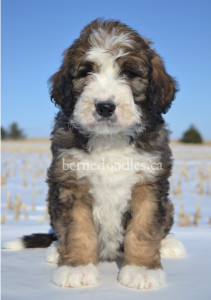 bernedoodles, bernedoodle puppies, bernedoodlees for sale, bernedoodles in canada, tri colour bernedoodles, tri colour, tri colour bernedoodles, tri colour bernedoodles, bernedoodles, bernedoodle breeders, bernedoodle breeders, bernedoodles, bernedoodles, bernedoodles. bernedoodle puppies for sale, berniedoodles, bernadoodles, bernesedoodles, bernedoodles, bernedoodles, bernedoodles, bernedoodle, bernedoodle, bernedoodle, bernedoodle, bernedoodle, bernedoodle puppies, bernedoodle breeders, bernedoodles, bernedoodle puppies, available bernedoodle puppies, available Bernedoodle puppies, tri colour bernedoodle,bernedoodle, bernedoodle, bernedoodle, bernedoodle, bernedoodles, bernedoodle puppies Ontario, bernedoodle, bernedooodle, bernedoodle, bernedoodle, bernedoodle, bernedoodle, bernedoodles, bernedoodle puppies, bernedoodle puppy, bernedoodle breeder in Canada, bernedoodle breeder in Ontario, bernedoodles, bernedoodles for sale, bernedoodles, Willow Brooke Bernedoodles, bernadoodles, available puppies, available Bernedoodle puppies, bernedoodles British Columbia, bernedoodles Alberta, bernedoodles Ontario, bernedoodles Toronto, bernedoodles Quebec, bernedoodles Nova Scotia, bernedoodles Newfoundland, bernedoodles New Brunswick, Bernese mountain dog, labradoodles, goldendoodles, bernedoodles, swiss ridge, swiss ridge kennel, swiss ridge bernedoodles, bernadoodles, berniedoodles, bernedoodles for sale, bernedoodles, bernedoodle, bernedoodle, bernedoodle, bernedoodle, bernedoodle, bernedoodle, bernedoodles, bernedoodles, bernedoodles, bernedoodle, bernedoodle puppy, bernedoodles Toronto, bernedoodles, bernedoodles, bernedoodle, bernedoodles, bernedoodle, bernedoodle, bernedoodle, bernedoodle, bernedoodle, bernedoodle, bernedoodles, bernedoodle, bernedoodles, bernedoodles, bernedoodles, Willow Brooke Bernedoodles, available Bernedoodle puppies, Bernedoodles Canada, bernedoodle, burnadoodle, berniedoodle, bernadoodle, bernadoodle, bernedoodle, bernedoodles, Bernedoodles, Bernese Mountain Dog, Poodle, Standard Poodle, Moyan Poodle, Mini Bernedoodle, Medium Bernedoodle, Standard Bernedoodle, Bernedoodles, bernedoodle, Bernedoodle Canada, bernedoodles bernedoodles bernedoodles, bernedoodles, Willow Brooke Bernedoodles, available bernedoodles, available Bernedoodles, Bernedoodles, bernedoodles, bernedoodle, bernedoodle, bernedoodles, bernedoodle, bernedoodle, bernedoodles, bernedoodle puppy, bernedoodle, bernedoodle, bernedoodles, bernedoodles, bernedoodle, bernedoodle, bernedoodles, bernedoodle puppies, bernedoodle breeder, Ontario bernedoodle puppies, bernedoodles for sale, available bernedoodle puppies, bernedoodle litters, bernedoodles in New York, bernedoodle, bernedoodle puppy, bernedoodle puppies, bernedoodles Ontario, bernedoodle, bernadoodle, bernadoodle, bernedoodles, bernedoodle puppies for sale, puppies for sale, bernedoodle, berniedoodle, bernedoodles in ontario, bernedoodles in Canada