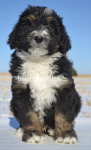 bernedoodles, bernedoodle puppies, bernedoodlees for sale, bernedoodles in canada, tri colour bernedoodles, tri colour, tri colour bernedoodles, tri colour bernedoodles, bernedoodles, bernedoodle breeders, bernedoodle breeders, bernedoodles, bernedoodles, bernedoodles. bernedoodle puppies for sale, berniedoodles, bernadoodles, bernesedoodles, bernedoodles, bernedoodles, bernedoodles, bernedoodle, bernedoodle, bernedoodle, bernedoodle, bernedoodle, bernedoodle puppies, bernedoodle breeders, bernedoodles, bernedoodle puppies, available bernedoodle puppies, available Bernedoodle puppies, tri colour bernedoodle,bernedoodle, bernedoodle, bernedoodle, bernedoodle, bernedoodles, bernedoodle puppies Ontario, bernedoodle, bernedooodle, bernedoodle, bernedoodle, bernedoodle, bernedoodle, bernedoodles, bernedoodle puppies, bernedoodle puppy, bernedoodle breeder in Canada, bernedoodle breeder in Ontario, bernedoodles, bernedoodles for sale, bernedoodles, Willow Brooke Bernedoodles, bernadoodles, available puppies, available Bernedoodle puppies, bernedoodles British Columbia, bernedoodles Alberta, bernedoodles Ontario, bernedoodles Toronto, bernedoodles Quebec, bernedoodles Nova Scotia, bernedoodles Newfoundland, bernedoodles New Brunswick, Bernese mountain dog, labradoodles, goldendoodles, bernedoodles, swiss ridge, swiss ridge kennel, swiss ridge bernedoodles, bernadoodles, berniedoodles, bernedoodles for sale, bernedoodles, bernedoodle, bernedoodle, bernedoodle, bernedoodle, bernedoodle, bernedoodle, bernedoodles, bernedoodles, bernedoodles, bernedoodle, bernedoodle puppy, bernedoodles Toronto, bernedoodles, bernedoodles, bernedoodle, bernedoodles, bernedoodle, bernedoodle, bernedoodle, bernedoodle, bernedoodle, bernedoodle, bernedoodles, bernedoodle, bernedoodles, bernedoodles, bernedoodles, Willow Brooke Bernedoodles, available Bernedoodle puppies, Bernedoodles Canada, bernedoodle, burnadoodle, berniedoodle, bernadoodle, bernadoodle, bernedoodle, bernedoodles, Bernedoodles, Bernese Mountain Dog, Poodle, Standard Poodle, Moyan Poodle, Mini Bernedoodle, Medium Bernedoodle, Standard Bernedoodle, Bernedoodles, bernedoodle, Bernedoodle Canada, bernedoodles bernedoodles bernedoodles, bernedoodles, Willow Brooke Bernedoodles, available bernedoodles, available Bernedoodles, Bernedoodles, bernedoodles, bernedoodle, bernedoodle, bernedoodles, bernedoodle, bernedoodle, bernedoodles, bernedoodle puppy, bernedoodle, bernedoodle, bernedoodles, bernedoodles, bernedoodle, bernedoodle, bernedoodles, bernedoodle puppies, bernedoodle breeder, Ontario bernedoodle puppies, bernedoodles for sale, available bernedoodle puppies, bernedoodle litters, bernedoodles in New York, bernedoodle, bernedoodle puppy, bernedoodle puppies, bernedoodles Ontario, bernedoodle, bernadoodle, bernadoodle, bernedoodles, bernedoodle puppies for sale, puppies for sale, bernedoodle, berniedoodle, bernedoodles in ontario, bernedoodles in Canada