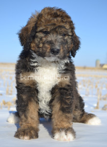 bernedoodles, bernedoodle puppies, bernedoodlees for sale, bernedoodles in canada, tri colour bernedoodles, tri colour, tri colour bernedoodles, tri colour bernedoodles, bernedoodles, bernedoodle breeders, bernedoodle breeders, bernedoodles, bernedoodles, bernedoodles. bernedoodle puppies for sale, berniedoodles, bernadoodles, bernesedoodles, bernedoodles, bernedoodles, bernedoodles, bernedoodle, bernedoodle, bernedoodle, bernedoodle, bernedoodle, bernedoodle puppies, bernedoodle breeders, bernedoodles, bernedoodle puppies, available bernedoodle puppies, available Bernedoodle puppies, tri colour bernedoodle,bernedoodle, bernedoodle, bernedoodle, bernedoodle, bernedoodles, bernedoodle puppies Ontario, bernedoodle, bernedooodle, bernedoodle, bernedoodle, bernedoodle, bernedoodle, bernedoodles, bernedoodle puppies, bernedoodle puppy, bernedoodle breeder in Canada, bernedoodle breeder in Ontario, bernedoodles, bernedoodles for sale, bernedoodles, Willow Brooke Bernedoodles, bernadoodles, available puppies, available Bernedoodle puppies, bernedoodles British Columbia, bernedoodles Alberta, bernedoodles Ontario, bernedoodles Toronto, bernedoodles Quebec, bernedoodles Nova Scotia, bernedoodles Newfoundland, bernedoodles New Brunswick, Bernese mountain dog, labradoodles, goldendoodles, bernedoodles, swiss ridge, swiss ridge kennel, swiss ridge bernedoodles, bernadoodles, berniedoodles, bernedoodles for sale, bernedoodles, bernedoodle, bernedoodle, bernedoodle, bernedoodle, bernedoodle, bernedoodle, bernedoodles, bernedoodles, bernedoodles, bernedoodle, bernedoodle puppy, bernedoodles Toronto, bernedoodles, bernedoodles, bernedoodle, bernedoodles, bernedoodle, bernedoodle, bernedoodle, bernedoodle, bernedoodle, bernedoodle, bernedoodles, bernedoodle, bernedoodles, bernedoodles, bernedoodles, Willow Brooke Bernedoodles, available Bernedoodle puppies, Bernedoodles Canada, bernedoodle, burnadoodle, berniedoodle, bernadoodle, bernadoodle, bernedoodle, bernedoodles, Bernedoodles, Bernese Mountain Dog, Poodle, Standard Poodle, Moyan Poodle, Mini Bernedoodle, Medium Bernedoodle, Standard Bernedoodle, Bernedoodles, bernedoodle, Bernedoodle Canada, bernedoodles bernedoodles bernedoodles, bernedoodles, Willow Brooke Bernedoodles, available bernedoodles, available Bernedoodles, Bernedoodles, bernedoodles, bernedoodle, bernedoodle, bernedoodles, bernedoodle, bernedoodle, bernedoodles, bernedoodle puppy, bernedoodle, bernedoodle, bernedoodles, bernedoodles, bernedoodle, bernedoodle, bernedoodles, bernedoodle puppies, bernedoodle breeder, Ontario bernedoodle puppies, bernedoodles for sale, available bernedoodle puppies, bernedoodle litters, bernedoodles in New York, bernedoodle, bernedoodle puppy, bernedoodle puppies, bernedoodles Ontario, bernedoodle, bernadoodle, bernadoodle, bernedoodles, bernedoodle puppies for sale, puppies for sale, bernedoodle, berniedoodle, bernedoodles in ontario, bernedoodles in Canada