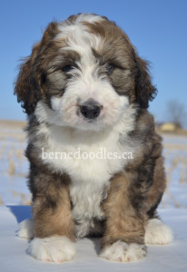 bernedoodles, bernedoodle puppies, bernedoodlees for sale, bernedoodles in canada, tri colour bernedoodles, tri colour, tri colour bernedoodles, tri colour bernedoodles, bernedoodles, bernedoodle breeders, bernedoodle breeders, bernedoodles, bernedoodles, bernedoodles. bernedoodle puppies for sale, berniedoodles, bernadoodles, bernesedoodles, bernedoodles, bernedoodles, bernedoodles, bernedoodle, bernedoodle, bernedoodle, bernedoodle, bernedoodle, bernedoodle puppies, bernedoodle breeders, bernedoodles, bernedoodle puppies, available bernedoodle puppies, available Bernedoodle puppies, tri colour bernedoodle,bernedoodle, bernedoodle, bernedoodle, bernedoodle, bernedoodles, bernedoodle puppies Ontario, bernedoodle, bernedooodle, bernedoodle, bernedoodle, bernedoodle, bernedoodle, bernedoodles, bernedoodle puppies, bernedoodle puppy, bernedoodle breeder in Canada, bernedoodle breeder in Ontario, bernedoodles, bernedoodles for sale, bernedoodles, Willow Brooke Bernedoodles, bernadoodles, available puppies, available Bernedoodle puppies, bernedoodles British Columbia, bernedoodles Alberta, bernedoodles Ontario, bernedoodles Toronto, bernedoodles Quebec, bernedoodles Nova Scotia, bernedoodles Newfoundland, bernedoodles New Brunswick, Bernese mountain dog, labradoodles, goldendoodles, bernedoodles, swiss ridge, swiss ridge kennel, swiss ridge bernedoodles, bernadoodles, berniedoodles, bernedoodles for sale, bernedoodles, bernedoodle, bernedoodle, bernedoodle, bernedoodle, bernedoodle, bernedoodle, bernedoodles, bernedoodles, bernedoodles, bernedoodle, bernedoodle puppy, bernedoodles Toronto, bernedoodles, bernedoodles, bernedoodle, bernedoodles, bernedoodle, bernedoodle, bernedoodle, bernedoodle, bernedoodle, bernedoodle, bernedoodles, bernedoodle, bernedoodles, bernedoodles, bernedoodles, Willow Brooke Bernedoodles, available Bernedoodle puppies, Bernedoodles Canada, bernedoodle, burnadoodle, berniedoodle, bernadoodle, bernadoodle, bernedoodle, bernedoodles, Bernedoodles, Bernese Mountain Dog, Poodle, Standard Poodle, Moyan Poodle, Mini Bernedoodle, Medium Bernedoodle, Standard Bernedoodle, Bernedoodles, bernedoodle, Bernedoodle Canada, bernedoodles bernedoodles bernedoodles, bernedoodles, Willow Brooke Bernedoodles, available bernedoodles, available Bernedoodles, Bernedoodles, bernedoodles, bernedoodle, bernedoodle, bernedoodles, bernedoodle, bernedoodle, bernedoodles, bernedoodle puppy, bernedoodle, bernedoodle, bernedoodles, bernedoodles, bernedoodle, bernedoodle, bernedoodles, bernedoodle puppies, bernedoodle breeder, Ontario bernedoodle puppies, bernedoodles for sale, available bernedoodle puppies, bernedoodle litters, bernedoodles in New York, bernedoodle, bernedoodle puppy, bernedoodle puppies, bernedoodles Ontario, bernedoodle, bernadoodle, bernadoodle, bernedoodles, bernedoodle puppies for sale, puppies for sale, bernedoodle, berniedoodle, bernedoodles in ontario, bernedoodles in Canada