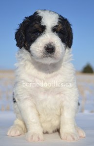 bernedoodles, bernedoodle puppies, bernedoodlees for sale, bernedoodles in canada, tri colour bernedoodles, tri colour, tri colour bernedoodles, tri colour bernedoodles, bernedoodles, bernedoodle breeders, bernedoodle breeders, bernedoodles, bernedoodles, bernedoodles. bernedoodle puppies for sale, berniedoodles, bernadoodles, bernesedoodles, bernedoodles, bernedoodles, bernedoodles, bernedoodle, bernedoodle, bernedoodle, bernedoodle, bernedoodle, bernedoodle puppies, bernedoodle breeders, bernedoodles, bernedoodle puppies, available bernedoodle puppies, available Bernedoodle puppies, tri colour bernedoodle,bernedoodle, bernedoodle, bernedoodle, bernedoodle, bernedoodles, bernedoodle puppies Ontario, bernedoodle, bernedooodle, bernedoodle, bernedoodle, bernedoodle, bernedoodle, bernedoodles, bernedoodle puppies, bernedoodle puppy, bernedoodle breeder in Canada, bernedoodle breeder in Ontario, bernedoodles, bernedoodles for sale, bernedoodles, Willow Brooke Bernedoodles, bernadoodles, available puppies, available Bernedoodle puppies, bernedoodles British Columbia, bernedoodles Alberta, bernedoodles Ontario, bernedoodles Toronto, bernedoodles Quebec, bernedoodles Nova Scotia, bernedoodles Newfoundland, bernedoodles New Brunswick, Bernese mountain dog, labradoodles, goldendoodles, bernedoodles, swiss ridge, swiss ridge kennel, swiss ridge bernedoodles, bernadoodles, berniedoodles, bernedoodles for sale, bernedoodles, bernedoodle, bernedoodle, bernedoodle, bernedoodle, bernedoodle, bernedoodle, bernedoodles, bernedoodles, bernedoodles, bernedoodle, bernedoodle puppy, bernedoodles Toronto, bernedoodles, bernedoodles, bernedoodle, bernedoodles, bernedoodle, bernedoodle, bernedoodle, bernedoodle, bernedoodle, bernedoodle, bernedoodles, bernedoodle, bernedoodles, bernedoodles, bernedoodles, Willow Brooke Bernedoodles, available Bernedoodle puppies, Bernedoodles Canada, bernedoodle, burnadoodle, berniedoodle, bernadoodle, bernadoodle, bernedoodle, bernedoodles, Bernedoodles, Bernese Mountain Dog, Poodle, Standard Poodle, Moyan Poodle, Mini Bernedoodle, Medium Bernedoodle, Standard Bernedoodle, Bernedoodles, bernedoodle, Bernedoodle Canada, bernedoodles bernedoodles bernedoodles, bernedoodles, Willow Brooke Bernedoodles, available bernedoodles, available Bernedoodles, Bernedoodles, bernedoodles, bernedoodle, bernedoodle, bernedoodles, bernedoodle, bernedoodle, bernedoodles, bernedoodle puppy, bernedoodle, bernedoodle, bernedoodles, bernedoodles, bernedoodle, bernedoodle, bernedoodles, bernedoodle puppies, bernedoodle breeder, Ontario bernedoodle puppies, bernedoodles for sale, available bernedoodle puppies, bernedoodle litters, bernedoodles in New York, bernedoodle, bernedoodle puppy, bernedoodle puppies, bernedoodles Ontario, bernedoodle, bernadoodle, bernadoodle, bernedoodles, bernedoodle puppies for sale, puppies for sale, bernedoodle, berniedoodle, bernedoodles in ontario, bernedoodles in Canada