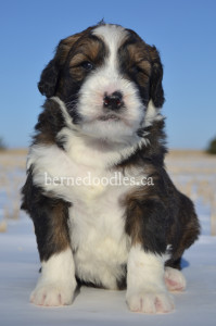 bernedoodles, bernedoodle puppies, bernedoodlees for sale, bernedoodles in canada, tri colour bernedoodles, tri colour, tri colour bernedoodles, tri colour bernedoodles, bernedoodles, bernedoodle breeders, bernedoodle breeders, bernedoodles, bernedoodles, bernedoodles. bernedoodle puppies for sale, berniedoodles, bernadoodles, bernesedoodles, bernedoodles, bernedoodles, bernedoodles, bernedoodle, bernedoodle, bernedoodle, bernedoodle, bernedoodle, bernedoodle puppies, bernedoodle breeders, bernedoodles, bernedoodle puppies, available bernedoodle puppies, available Bernedoodle puppies, tri colour bernedoodle,bernedoodle, bernedoodle, bernedoodle, bernedoodle, bernedoodles, bernedoodle puppies Ontario, bernedoodle, bernedooodle, bernedoodle, bernedoodle, bernedoodle, bernedoodle, bernedoodles, bernedoodle puppies, bernedoodle puppy, bernedoodle breeder in Canada, bernedoodle breeder in Ontario, bernedoodles, bernedoodles for sale, bernedoodles, Willow Brooke Bernedoodles, bernadoodles, available puppies, available Bernedoodle puppies, bernedoodles British Columbia, bernedoodles Alberta, bernedoodles Ontario, bernedoodles Toronto, bernedoodles Quebec, bernedoodles Nova Scotia, bernedoodles Newfoundland, bernedoodles New Brunswick, Bernese mountain dog, labradoodles, goldendoodles, bernedoodles, swiss ridge, swiss ridge kennel, swiss ridge bernedoodles, bernadoodles, berniedoodles, bernedoodles for sale, bernedoodles, bernedoodle, bernedoodle, bernedoodle, bernedoodle, bernedoodle, bernedoodle, bernedoodles, bernedoodles, bernedoodles, bernedoodle, bernedoodle puppy, bernedoodles Toronto, bernedoodles, bernedoodles, bernedoodle, bernedoodles, bernedoodle, bernedoodle, bernedoodle, bernedoodle, bernedoodle, bernedoodle, bernedoodles, bernedoodle, bernedoodles, bernedoodles, bernedoodles, Willow Brooke Bernedoodles, available Bernedoodle puppies, Bernedoodles Canada, bernedoodle, burnadoodle, berniedoodle, bernadoodle, bernadoodle, bernedoodle, bernedoodles, Bernedoodles, Bernese Mountain Dog, Poodle, Standard Poodle, Moyan Poodle, Mini Bernedoodle, Medium Bernedoodle, Standard Bernedoodle, Bernedoodles, bernedoodle, Bernedoodle Canada, bernedoodles bernedoodles bernedoodles, bernedoodles, Willow Brooke Bernedoodles, available bernedoodles, available Bernedoodles, Bernedoodles, bernedoodles, bernedoodle, bernedoodle, bernedoodles, bernedoodle, bernedoodle, bernedoodles, bernedoodle puppy, bernedoodle, bernedoodle, bernedoodles, bernedoodles, bernedoodle, bernedoodle, bernedoodles, bernedoodle puppies, bernedoodle breeder, Ontario bernedoodle puppies, bernedoodles for sale, available bernedoodle puppies, bernedoodle litters, bernedoodles in New York, bernedoodle, bernedoodle puppy, bernedoodle puppies, bernedoodles Ontario, bernedoodle, bernadoodle, bernadoodle, bernedoodles, bernedoodle puppies for sale, puppies for sale, bernedoodle, berniedoodle, bernedoodles in ontario, bernedoodles in Canada