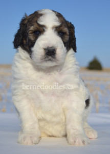 bernedoodles, bernedoodle puppies, bernedoodlees for sale, bernedoodles in canada, tri colour bernedoodles, tri colour, tri colour bernedoodles, tri colour bernedoodles, bernedoodles, bernedoodle breeders, bernedoodle breeders, bernedoodles, bernedoodles, bernedoodles. bernedoodle puppies for sale, berniedoodles, bernadoodles, bernesedoodles, bernedoodles, bernedoodles, bernedoodles, bernedoodle, bernedoodle, bernedoodle, bernedoodle, bernedoodle, bernedoodle puppies, bernedoodle breeders, bernedoodles, bernedoodle puppies, available bernedoodle puppies, available Bernedoodle puppies, tri colour bernedoodle,bernedoodle, bernedoodle, bernedoodle, bernedoodle, bernedoodles, bernedoodle puppies Ontario, bernedoodle, bernedooodle, bernedoodle, bernedoodle, bernedoodle, bernedoodle, bernedoodles, bernedoodle puppies, bernedoodle puppy, bernedoodle breeder in Canada, bernedoodle breeder in Ontario, bernedoodles, bernedoodles for sale, bernedoodles, Willow Brooke Bernedoodles, bernadoodles, available puppies, available Bernedoodle puppies, bernedoodles British Columbia, bernedoodles Alberta, bernedoodles Ontario, bernedoodles Toronto, bernedoodles Quebec, bernedoodles Nova Scotia, bernedoodles Newfoundland, bernedoodles New Brunswick, Bernese mountain dog, labradoodles, goldendoodles, bernedoodles, swiss ridge, swiss ridge kennel, swiss ridge bernedoodles, bernadoodles, berniedoodles, bernedoodles for sale, bernedoodles, bernedoodle, bernedoodle, bernedoodle, bernedoodle, bernedoodle, bernedoodle, bernedoodles, bernedoodles, bernedoodles, bernedoodle, bernedoodle puppy, bernedoodles Toronto, bernedoodles, bernedoodles, bernedoodle, bernedoodles, bernedoodle, bernedoodle, bernedoodle, bernedoodle, bernedoodle, bernedoodle, bernedoodles, bernedoodle, bernedoodles, bernedoodles, bernedoodles, Willow Brooke Bernedoodles, available Bernedoodle puppies, Bernedoodles Canada, bernedoodle, burnadoodle, berniedoodle, bernadoodle, bernadoodle, bernedoodle, bernedoodles, Bernedoodles, Bernese Mountain Dog, Poodle, Standard Poodle, Moyan Poodle, Mini Bernedoodle, Medium Bernedoodle, Standard Bernedoodle, Bernedoodles, bernedoodle, Bernedoodle Canada, bernedoodles bernedoodles bernedoodles, bernedoodles, Willow Brooke Bernedoodles, available bernedoodles, available Bernedoodles, Bernedoodles, bernedoodles, bernedoodle, bernedoodle, bernedoodles, bernedoodle, bernedoodle, bernedoodles, bernedoodle puppy, bernedoodle, bernedoodle, bernedoodles, bernedoodles, bernedoodle, bernedoodle, bernedoodles, bernedoodle puppies, bernedoodle breeder, Ontario bernedoodle puppies, bernedoodles for sale, available bernedoodle puppies, bernedoodle litters, bernedoodles in New York, bernedoodle, bernedoodle puppy, bernedoodle puppies, bernedoodles Ontario, bernedoodle, bernadoodle, bernadoodle, bernedoodles, bernedoodle puppies for sale, puppies for sale, bernedoodle, berniedoodle, bernedoodles in ontario, bernedoodles in Canada