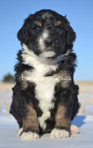 bernedoodles, bernedoodle puppies, bernedoodlees for sale, bernedoodles in canada, tri colour bernedoodles, tri colour, tri colour bernedoodles, tri colour bernedoodles, bernedoodles, bernedoodle breeders, bernedoodle breeders, bernedoodles, bernedoodles, bernedoodles. bernedoodle puppies for sale, berniedoodles, bernadoodles, bernesedoodles, bernedoodles, bernedoodles, bernedoodles, bernedoodle, bernedoodle, bernedoodle, bernedoodle, bernedoodle, bernedoodle puppies, bernedoodle breeders, bernedoodles, bernedoodle puppies, available bernedoodle puppies, available Bernedoodle puppies, tri colour bernedoodle,bernedoodle, bernedoodle, bernedoodle, bernedoodle, bernedoodles, bernedoodle puppies Ontario, bernedoodle, bernedooodle, bernedoodle, bernedoodle, bernedoodle, bernedoodle, bernedoodles, bernedoodle puppies, bernedoodle puppy, bernedoodle breeder in Canada, bernedoodle breeder in Ontario, bernedoodles, bernedoodles for sale, bernedoodles, Willow Brooke Bernedoodles, bernadoodles, available puppies, available Bernedoodle puppies, bernedoodles British Columbia, bernedoodles Alberta, bernedoodles Ontario, bernedoodles Toronto, bernedoodles Quebec, bernedoodles Nova Scotia, bernedoodles Newfoundland, bernedoodles New Brunswick, Bernese mountain dog, labradoodles, goldendoodles, bernedoodles, swiss ridge, swiss ridge kennel, swiss ridge bernedoodles, bernadoodles, berniedoodles, bernedoodles for sale, bernedoodles, bernedoodle, bernedoodle, bernedoodle, bernedoodle, bernedoodle, bernedoodle, bernedoodles, bernedoodles, bernedoodles, bernedoodle, bernedoodle puppy, bernedoodles Toronto, bernedoodles, bernedoodles, bernedoodle, bernedoodles, bernedoodle, bernedoodle, bernedoodle, bernedoodle, bernedoodle, bernedoodle, bernedoodles, bernedoodle, bernedoodles, bernedoodles, bernedoodles, Willow Brooke Bernedoodles, available Bernedoodle puppies, Bernedoodles Canada, bernedoodle, burnadoodle, berniedoodle, bernadoodle, bernadoodle, bernedoodle, bernedoodles, Bernedoodles, Bernese Mountain Dog, Poodle, Standard Poodle, Moyan Poodle, Mini Bernedoodle, Medium Bernedoodle, Standard Bernedoodle, Bernedoodles, bernedoodle, Bernedoodle Canada, bernedoodles bernedoodles bernedoodles, bernedoodles, Willow Brooke Bernedoodles, available bernedoodles, available Bernedoodles, Bernedoodles, bernedoodles, bernedoodle, bernedoodle, bernedoodles, bernedoodle, bernedoodle, bernedoodles, bernedoodle puppy, bernedoodle, bernedoodle, bernedoodles, bernedoodles, bernedoodle, bernedoodle, bernedoodles, bernedoodle puppies, bernedoodle breeder, Ontario bernedoodle puppies, bernedoodles for sale, available bernedoodle puppies, bernedoodle litters, bernedoodles in New York, bernedoodle, bernedoodle puppy, bernedoodle puppies, bernedoodles Ontario, bernedoodle, bernadoodle, bernadoodle, bernedoodles, bernedoodle puppies for sale, puppies for sale, bernedoodle, berniedoodle, bernedoodles in ontario, bernedoodles in Canada