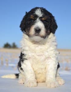 bernedoodles, bernedoodle puppies, bernedoodlees for sale, bernedoodles in canada, tri colour bernedoodles, tri colour, tri colour bernedoodles, tri colour bernedoodles, bernedoodles, bernedoodle breeders, bernedoodle breeders, bernedoodles, bernedoodles, bernedoodles. bernedoodle puppies for sale, berniedoodles, bernadoodles, bernesedoodles, bernedoodles, bernedoodles, bernedoodles, bernedoodle, bernedoodle, bernedoodle, bernedoodle, bernedoodle, bernedoodle puppies, bernedoodle breeders, bernedoodles, bernedoodle puppies, available bernedoodle puppies, available Bernedoodle puppies, tri colour bernedoodle,bernedoodle, bernedoodle, bernedoodle, bernedoodle, bernedoodles, bernedoodle puppies Ontario, bernedoodle, bernedooodle, bernedoodle, bernedoodle, bernedoodle, bernedoodle, bernedoodles, bernedoodle puppies, bernedoodle puppy, bernedoodle breeder in Canada, bernedoodle breeder in Ontario, bernedoodles, bernedoodles for sale, bernedoodles, Willow Brooke Bernedoodles, bernadoodles, available puppies, available Bernedoodle puppies, bernedoodles British Columbia, bernedoodles Alberta, bernedoodles Ontario, bernedoodles Toronto, bernedoodles Quebec, bernedoodles Nova Scotia, bernedoodles Newfoundland, bernedoodles New Brunswick, Bernese mountain dog, labradoodles, goldendoodles, bernedoodles, swiss ridge, swiss ridge kennel, swiss ridge bernedoodles, bernadoodles, berniedoodles, bernedoodles for sale, bernedoodles, bernedoodle, bernedoodle, bernedoodle, bernedoodle, bernedoodle, bernedoodle, bernedoodles, bernedoodles, bernedoodles, bernedoodle, bernedoodle puppy, bernedoodles Toronto, bernedoodles, bernedoodles, bernedoodle, bernedoodles, bernedoodle, bernedoodle, bernedoodle, bernedoodle, bernedoodle, bernedoodle, bernedoodles, bernedoodle, bernedoodles, bernedoodles, bernedoodles, Willow Brooke Bernedoodles, available Bernedoodle puppies, Bernedoodles Canada, bernedoodle, burnadoodle, berniedoodle, bernadoodle, bernadoodle, bernedoodle, bernedoodles, Bernedoodles, Bernese Mountain Dog, Poodle, Standard Poodle, Moyan Poodle, Mini Bernedoodle, Medium Bernedoodle, Standard Bernedoodle, Bernedoodles, bernedoodle, Bernedoodle Canada, bernedoodles bernedoodles bernedoodles, bernedoodles, Willow Brooke Bernedoodles, available bernedoodles, available Bernedoodles, Bernedoodles, bernedoodles, bernedoodle, bernedoodle, bernedoodles, bernedoodle, bernedoodle, bernedoodles, bernedoodle puppy, bernedoodle, bernedoodle, bernedoodles, bernedoodles, bernedoodle, bernedoodle, bernedoodles, bernedoodle puppies, bernedoodle breeder, Ontario bernedoodle puppies, bernedoodles for sale, available bernedoodle puppies, bernedoodle litters, bernedoodles in New York, bernedoodle, bernedoodle puppy, bernedoodle puppies, bernedoodles Ontario, bernedoodle, bernadoodle, bernadoodle, bernedoodles, bernedoodle puppies for sale, puppies for sale, bernedoodle, berniedoodle, bernedoodles in ontario, bernedoodles in Canada