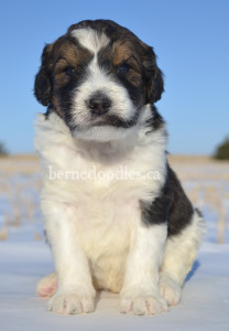 bernedoodles, bernedoodle puppies, bernedoodlees for sale, bernedoodles in canada, tri colour bernedoodles, tri colour, tri colour bernedoodles, tri colour bernedoodles, bernedoodles, bernedoodle breeders, bernedoodle breeders, bernedoodles, bernedoodles, bernedoodles. bernedoodle puppies for sale, berniedoodles, bernadoodles, bernesedoodles, bernedoodles, bernedoodles, bernedoodles, bernedoodle, bernedoodle, bernedoodle, bernedoodle, bernedoodle, bernedoodle puppies, bernedoodle breeders, bernedoodles, bernedoodle puppies, available bernedoodle puppies, available Bernedoodle puppies, tri colour bernedoodle,bernedoodle, bernedoodle, bernedoodle, bernedoodle, bernedoodles, bernedoodle puppies Ontario, bernedoodle, bernedooodle, bernedoodle, bernedoodle, bernedoodle, bernedoodle, bernedoodles, bernedoodle puppies, bernedoodle puppy, bernedoodle breeder in Canada, bernedoodle breeder in Ontario, bernedoodles, bernedoodles for sale, bernedoodles, Willow Brooke Bernedoodles, bernadoodles, available puppies, available Bernedoodle puppies, bernedoodles British Columbia, bernedoodles Alberta, bernedoodles Ontario, bernedoodles Toronto, bernedoodles Quebec, bernedoodles Nova Scotia, bernedoodles Newfoundland, bernedoodles New Brunswick, Bernese mountain dog, labradoodles, goldendoodles, bernedoodles, swiss ridge, swiss ridge kennel, swiss ridge bernedoodles, bernadoodles, berniedoodles, bernedoodles for sale, bernedoodles, bernedoodle, bernedoodle, bernedoodle, bernedoodle, bernedoodle, bernedoodle, bernedoodles, bernedoodles, bernedoodles, bernedoodle, bernedoodle puppy, bernedoodles Toronto, bernedoodles, bernedoodles, bernedoodle, bernedoodles, bernedoodle, bernedoodle, bernedoodle, bernedoodle, bernedoodle, bernedoodle, bernedoodles, bernedoodle, bernedoodles, bernedoodles, bernedoodles, Willow Brooke Bernedoodles, available Bernedoodle puppies, Bernedoodles Canada, bernedoodle, burnadoodle, berniedoodle, bernadoodle, bernadoodle, bernedoodle, bernedoodles, Bernedoodles, Bernese Mountain Dog, Poodle, Standard Poodle, Moyan Poodle, Mini Bernedoodle, Medium Bernedoodle, Standard Bernedoodle, Bernedoodles, bernedoodle, Bernedoodle Canada, bernedoodles bernedoodles bernedoodles, bernedoodles, Willow Brooke Bernedoodles, available bernedoodles, available Bernedoodles, Bernedoodles, bernedoodles, bernedoodle, bernedoodle, bernedoodles, bernedoodle, bernedoodle, bernedoodles, bernedoodle puppy, bernedoodle, bernedoodle, bernedoodles, bernedoodles, bernedoodle, bernedoodle, bernedoodles, bernedoodle puppies, bernedoodle breeder, Ontario bernedoodle puppies, bernedoodles for sale, available bernedoodle puppies, bernedoodle litters, bernedoodles in New York, bernedoodle, bernedoodle puppy, bernedoodle puppies, bernedoodles Ontario, bernedoodle, bernadoodle, bernadoodle, bernedoodles, bernedoodle puppies for sale, puppies for sale, bernedoodle, berniedoodle, bernedoodles in ontario, bernedoodles in Canada