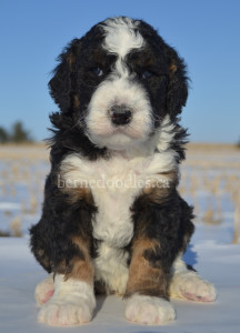 bernedoodles, bernedoodle puppies, bernedoodlees for sale, bernedoodles in canada, tri colour bernedoodles, tri colour, tri colour bernedoodles, tri colour bernedoodles, bernedoodles, bernedoodle breeders, bernedoodle breeders, bernedoodles, bernedoodles, bernedoodles. bernedoodle puppies for sale, berniedoodles, bernadoodles, bernesedoodles, bernedoodles, bernedoodles, bernedoodles, bernedoodle, bernedoodle, bernedoodle, bernedoodle, bernedoodle, bernedoodle puppies, bernedoodle breeders, bernedoodles, bernedoodle puppies, available bernedoodle puppies, available Bernedoodle puppies, tri colour bernedoodle,bernedoodle, bernedoodle, bernedoodle, bernedoodle, bernedoodles, bernedoodle puppies Ontario, bernedoodle, bernedooodle, bernedoodle, bernedoodle, bernedoodle, bernedoodle, bernedoodles, bernedoodle puppies, bernedoodle puppy, bernedoodle breeder in Canada, bernedoodle breeder in Ontario, bernedoodles, bernedoodles for sale, bernedoodles, Willow Brooke Bernedoodles, bernadoodles, available puppies, available Bernedoodle puppies, bernedoodles British Columbia, bernedoodles Alberta, bernedoodles Ontario, bernedoodles Toronto, bernedoodles Quebec, bernedoodles Nova Scotia, bernedoodles Newfoundland, bernedoodles New Brunswick, Bernese mountain dog, labradoodles, goldendoodles, bernedoodles, swiss ridge, swiss ridge kennel, swiss ridge bernedoodles, bernadoodles, berniedoodles, bernedoodles for sale, bernedoodles, bernedoodle, bernedoodle, bernedoodle, bernedoodle, bernedoodle, bernedoodle, bernedoodles, bernedoodles, bernedoodles, bernedoodle, bernedoodle puppy, bernedoodles Toronto, bernedoodles, bernedoodles, bernedoodle, bernedoodles, bernedoodle, bernedoodle, bernedoodle, bernedoodle, bernedoodle, bernedoodle, bernedoodles, bernedoodle, bernedoodles, bernedoodles, bernedoodles, Willow Brooke Bernedoodles, available Bernedoodle puppies, Bernedoodles Canada, bernedoodle, burnadoodle, berniedoodle, bernadoodle, bernadoodle, bernedoodle, bernedoodles, Bernedoodles, Bernese Mountain Dog, Poodle, Standard Poodle, Moyan Poodle, Mini Bernedoodle, Medium Bernedoodle, Standard Bernedoodle, Bernedoodles, bernedoodle, Bernedoodle Canada, bernedoodles bernedoodles bernedoodles, bernedoodles, Willow Brooke Bernedoodles, available bernedoodles, available Bernedoodles, Bernedoodles, bernedoodles, bernedoodle, bernedoodle, bernedoodles, bernedoodle, bernedoodle, bernedoodles, bernedoodle puppy, bernedoodle, bernedoodle, bernedoodles, bernedoodles, bernedoodle, bernedoodle, bernedoodles, bernedoodle puppies, bernedoodle breeder, Ontario bernedoodle puppies, bernedoodles for sale, available bernedoodle puppies, bernedoodle litters, bernedoodles in New York, bernedoodle, bernedoodle puppy, bernedoodle puppies, bernedoodles Ontario, bernedoodle, bernadoodle, bernadoodle, bernedoodles, bernedoodle puppies for sale, puppies for sale, bernedoodle, berniedoodle, bernedoodles in ontario, bernedoodles in Canada