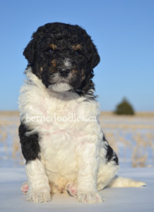 bernedoodles, bernedoodle puppies, bernedoodlees for sale, bernedoodles in canada, tri colour bernedoodles, tri colour, tri colour bernedoodles, tri colour bernedoodles, bernedoodles, bernedoodle breeders, bernedoodle breeders, bernedoodles, bernedoodles, bernedoodles. bernedoodle puppies for sale, berniedoodles, bernadoodles, bernesedoodles, bernedoodles, bernedoodles, bernedoodles, bernedoodle, bernedoodle, bernedoodle, bernedoodle, bernedoodle, bernedoodle puppies, bernedoodle breeders, bernedoodles, bernedoodle puppies, available bernedoodle puppies, available Bernedoodle puppies, tri colour bernedoodle,bernedoodle, bernedoodle, bernedoodle, bernedoodle, bernedoodles, bernedoodle puppies Ontario, bernedoodle, bernedooodle, bernedoodle, bernedoodle, bernedoodle, bernedoodle, bernedoodles, bernedoodle puppies, bernedoodle puppy, bernedoodle breeder in Canada, bernedoodle breeder in Ontario, bernedoodles, bernedoodles for sale, bernedoodles, Willow Brooke Bernedoodles, bernadoodles, available puppies, available Bernedoodle puppies, bernedoodles British Columbia, bernedoodles Alberta, bernedoodles Ontario, bernedoodles Toronto, bernedoodles Quebec, bernedoodles Nova Scotia, bernedoodles Newfoundland, bernedoodles New Brunswick, Bernese mountain dog, labradoodles, goldendoodles, bernedoodles, swiss ridge, swiss ridge kennel, swiss ridge bernedoodles, bernadoodles, berniedoodles, bernedoodles for sale, bernedoodles, bernedoodle, bernedoodle, bernedoodle, bernedoodle, bernedoodle, bernedoodle, bernedoodles, bernedoodles, bernedoodles, bernedoodle, bernedoodle puppy, bernedoodles Toronto, bernedoodles, bernedoodles, bernedoodle, bernedoodles, bernedoodle, bernedoodle, bernedoodle, bernedoodle, bernedoodle, bernedoodle, bernedoodles, bernedoodle, bernedoodles, bernedoodles, bernedoodles, Willow Brooke Bernedoodles, available Bernedoodle puppies, Bernedoodles Canada, bernedoodle, burnadoodle, berniedoodle, bernadoodle, bernadoodle, bernedoodle, bernedoodles, Bernedoodles, Bernese Mountain Dog, Poodle, Standard Poodle, Moyan Poodle, Mini Bernedoodle, Medium Bernedoodle, Standard Bernedoodle, Bernedoodles, bernedoodle, Bernedoodle Canada, bernedoodles bernedoodles bernedoodles, bernedoodles, Willow Brooke Bernedoodles, available bernedoodles, available Bernedoodles, Bernedoodles, bernedoodles, bernedoodle, bernedoodle, bernedoodles, bernedoodle, bernedoodle, bernedoodles, bernedoodle puppy, bernedoodle, bernedoodle, bernedoodles, bernedoodles, bernedoodle, bernedoodle, bernedoodles, bernedoodle puppies, bernedoodle breeder, Ontario bernedoodle puppies, bernedoodles for sale, available bernedoodle puppies, bernedoodle litters, bernedoodles in New York, bernedoodle, bernedoodle puppy, bernedoodle puppies, bernedoodles Ontario, bernedoodle, bernadoodle, bernadoodle, bernedoodles, bernedoodle puppies for sale, puppies for sale, bernedoodle, berniedoodle, bernedoodles in ontario, bernedoodles in Canada