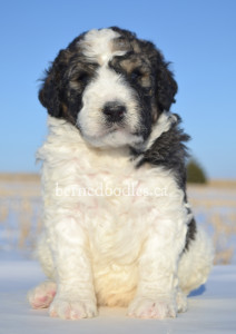 bernedoodles, bernedoodle puppies, bernedoodlees for sale, bernedoodles in canada, tri colour bernedoodles, tri colour, tri colour bernedoodles, tri colour bernedoodles, bernedoodles, bernedoodle breeders, bernedoodle breeders, bernedoodles, bernedoodles, bernedoodles. bernedoodle puppies for sale, berniedoodles, bernadoodles, bernesedoodles, bernedoodles, bernedoodles, bernedoodles, bernedoodle, bernedoodle, bernedoodle, bernedoodle, bernedoodle, bernedoodle puppies, bernedoodle breeders, bernedoodles, bernedoodle puppies, available bernedoodle puppies, available Bernedoodle puppies, tri colour bernedoodle,bernedoodle, bernedoodle, bernedoodle, bernedoodle, bernedoodles, bernedoodle puppies Ontario, bernedoodle, bernedooodle, bernedoodle, bernedoodle, bernedoodle, bernedoodle, bernedoodles, bernedoodle puppies, bernedoodle puppy, bernedoodle breeder in Canada, bernedoodle breeder in Ontario, bernedoodles, bernedoodles for sale, bernedoodles, Willow Brooke Bernedoodles, bernadoodles, available puppies, available Bernedoodle puppies, bernedoodles British Columbia, bernedoodles Alberta, bernedoodles Ontario, bernedoodles Toronto, bernedoodles Quebec, bernedoodles Nova Scotia, bernedoodles Newfoundland, bernedoodles New Brunswick, Bernese mountain dog, labradoodles, goldendoodles, bernedoodles, swiss ridge, swiss ridge kennel, swiss ridge bernedoodles, bernadoodles, berniedoodles, bernedoodles for sale, bernedoodles, bernedoodle, bernedoodle, bernedoodle, bernedoodle, bernedoodle, bernedoodle, bernedoodles, bernedoodles, bernedoodles, bernedoodle, bernedoodle puppy, bernedoodles Toronto, bernedoodles, bernedoodles, bernedoodle, bernedoodles, bernedoodle, bernedoodle, bernedoodle, bernedoodle, bernedoodle, bernedoodle, bernedoodles, bernedoodle, bernedoodles, bernedoodles, bernedoodles, Willow Brooke Bernedoodles, available Bernedoodle puppies, Bernedoodles Canada, bernedoodle, burnadoodle, berniedoodle, bernadoodle, bernadoodle, bernedoodle, bernedoodles, Bernedoodles, Bernese Mountain Dog, Poodle, Standard Poodle, Moyan Poodle, Mini Bernedoodle, Medium Bernedoodle, Standard Bernedoodle, Bernedoodles, bernedoodle, Bernedoodle Canada, bernedoodles bernedoodles bernedoodles, bernedoodles, Willow Brooke Bernedoodles, available bernedoodles, available Bernedoodles, Bernedoodles, bernedoodles, bernedoodle, bernedoodle, bernedoodles, bernedoodle, bernedoodle, bernedoodles, bernedoodle puppy, bernedoodle, bernedoodle, bernedoodles, bernedoodles, bernedoodle, bernedoodle, bernedoodles, bernedoodle puppies, bernedoodle breeder, Ontario bernedoodle puppies, bernedoodles for sale, available bernedoodle puppies, bernedoodle litters, bernedoodles in New York, bernedoodle, bernedoodle puppy, bernedoodle puppies, bernedoodles Ontario, bernedoodle, bernadoodle, bernadoodle, bernedoodles, bernedoodle puppies for sale, puppies for sale, bernedoodle, berniedoodle, bernedoodles in ontario, bernedoodles in Canada