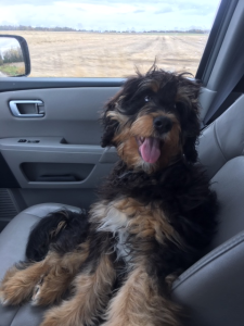 bernedoodles, bernedoodle puppies, bernedoodlees for sale, bernedoodles in canada, tri colour bernedoodles, tri colour, tri colour bernedoodles, tri colour bernedoodles, bernedoodles, bernedoodle breeders, bernedoodle breeders, bernedoodles, bernedoodles, bernedoodles. bernedoodle puppies for sale, berniedoodles, bernadoodles, bernesedoodles, bernedoodles, bernedoodles, bernedoodles, bernedoodle, bernedoodle, bernedoodle, bernedoodle, bernedoodle, bernedoodle puppies, bernedoodle breeders, bernedoodles, bernedoodle puppies, available bernedoodle puppies, available Bernedoodle puppies, tri colour bernedoodle,bernedoodle, bernedoodle, bernedoodle, bernedoodle, bernedoodles, bernedoodle puppies Ontario, bernedoodle, bernedooodle, bernedoodle, bernedoodle, bernedoodle, bernedoodle, bernedoodles, bernedoodle puppies, bernedoodle puppy, bernedoodle breeder in Canada, bernedoodle breeder in Ontario, bernedoodles, bernedoodles for sale, bernedoodles, Willow Brooke Bernedoodles, bernadoodles, available puppies, available Bernedoodle puppies, bernedoodles British Columbia, bernedoodles Alberta, bernedoodles Ontario, bernedoodles Toronto, bernedoodles Quebec, bernedoodles Nova Scotia, bernedoodles Newfoundland, bernedoodles New Brunswick, Bernese mountain dog, labradoodles, goldendoodles, bernedoodles, swiss ridge, swiss ridge kennel, swiss ridge bernedoodles, bernadoodles, berniedoodles, bernedoodles for sale, bernedoodles, bernedoodle, bernedoodle, bernedoodle, bernedoodle, bernedoodle, bernedoodle, bernedoodles, bernedoodles, bernedoodles, bernedoodle, bernedoodle puppy, bernedoodles Toronto, bernedoodles, bernedoodles, bernedoodle, bernedoodles, bernedoodle, bernedoodle, bernedoodle, bernedoodle, bernedoodle, bernedoodle, bernedoodles, bernedoodle, bernedoodles, bernedoodles, bernedoodles, Willow Brooke Bernedoodles, available Bernedoodle puppies, Bernedoodles Canada, bernedoodle, burnadoodle, berniedoodle, bernadoodle, bernadoodle, bernedoodle, bernedoodles, Bernedoodles, Bernese Mountain Dog, Poodle, Standard Poodle, Moyan Poodle, Mini Bernedoodle, Medium Bernedoodle, Standard Bernedoodle, Bernedoodles, bernedoodle, Bernedoodle Canada, bernedoodles bernedoodles bernedoodles, bernedoodles, Willow Brooke Bernedoodles, available bernedoodles, available Bernedoodles, Bernedoodles, bernedoodles, bernedoodle, bernedoodle, bernedoodles, bernedoodle, bernedoodle, bernedoodles, bernedoodle puppy, bernedoodle, bernedoodle, bernedoodles, bernedoodles, bernedoodle, bernedoodle, bernedoodles, bernedoodle puppies, bernedoodle breeder, Ontario bernedoodle puppies, bernedoodles for sale, available bernedoodle puppies, bernedoodle litters, bernedoodles in New York, bernedoodle, bernedoodle puppy, bernedoodle puppies, bernedoodles Ontario, bernedoodle, bernadoodle, bernadoodle, bernedoodles, bernedoodle puppies for sale, puppies for sale, bernedoodle, berniedoodle, bernedoodles in ontario, bernedoodles in Canada