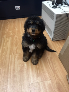 bernedoodles, bernedoodle puppies, bernedoodlees for sale, bernedoodles in canada, tri colour bernedoodles, tri colour, tri colour bernedoodles, tri colour bernedoodles, bernedoodles, bernedoodle breeders, bernedoodle breeders, bernedoodles, bernedoodles, bernedoodles. bernedoodle puppies for sale, berniedoodles, bernadoodles, bernesedoodles, bernedoodles, bernedoodles, bernedoodles, bernedoodle, bernedoodle, bernedoodle, bernedoodle, bernedoodle, bernedoodle puppies, bernedoodle breeders, bernedoodles, bernedoodle puppies, available bernedoodle puppies, available Bernedoodle puppies, tri colour bernedoodle,bernedoodle, bernedoodle, bernedoodle, bernedoodle, bernedoodles, bernedoodle puppies Ontario, bernedoodle, bernedooodle, bernedoodle, bernedoodle, bernedoodle, bernedoodle, bernedoodles, bernedoodle puppies, bernedoodle puppy, bernedoodle breeder in Canada, bernedoodle breeder in Ontario, bernedoodles, bernedoodles for sale, bernedoodles, Willow Brooke Bernedoodles, bernadoodles, available puppies, available Bernedoodle puppies, bernedoodles British Columbia, bernedoodles Alberta, bernedoodles Ontario, bernedoodles Toronto, bernedoodles Quebec, bernedoodles Nova Scotia, bernedoodles Newfoundland, bernedoodles New Brunswick, Bernese mountain dog, labradoodles, goldendoodles, bernedoodles, swiss ridge, swiss ridge kennel, swiss ridge bernedoodles, bernadoodles, berniedoodles, bernedoodles for sale, bernedoodles, bernedoodle, bernedoodle, bernedoodle, bernedoodle, bernedoodle, bernedoodle, bernedoodles, bernedoodles, bernedoodles, bernedoodle, bernedoodle puppy, bernedoodles Toronto, bernedoodles, bernedoodles, bernedoodle, bernedoodles, bernedoodle, bernedoodle, bernedoodle, bernedoodle, bernedoodle, bernedoodle, bernedoodles, bernedoodle, bernedoodles, bernedoodles, bernedoodles, Willow Brooke Bernedoodles, available Bernedoodle puppies, Bernedoodles Canada, bernedoodle, burnadoodle, berniedoodle, bernadoodle, bernadoodle, bernedoodle, bernedoodles, Bernedoodles, Bernese Mountain Dog, Poodle, Standard Poodle, Moyan Poodle, Mini Bernedoodle, Medium Bernedoodle, Standard Bernedoodle, Bernedoodles, bernedoodle, Bernedoodle Canada, bernedoodles bernedoodles bernedoodles, bernedoodles, Willow Brooke Bernedoodles, available bernedoodles, available Bernedoodles, Bernedoodles, bernedoodles, bernedoodle, bernedoodle, bernedoodles, bernedoodle, bernedoodle, bernedoodles, bernedoodle puppy, bernedoodle, bernedoodle, bernedoodles, bernedoodles, bernedoodle, bernedoodle, bernedoodles, bernedoodle puppies, bernedoodle breeder, Ontario bernedoodle puppies, bernedoodles for sale, available bernedoodle puppies, bernedoodle litters, bernedoodles in New York, bernedoodle, bernedoodle puppy, bernedoodle puppies, bernedoodles Ontario, bernedoodle, bernadoodle, bernadoodle, bernedoodles, bernedoodle puppies for sale, puppies for sale, bernedoodle, berniedoodle, bernedoodles in ontario, bernedoodles in Canada