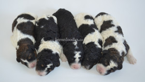 bernedoodles, bernedoodle puppies, bernedoodlees for sale, bernedoodles in canada, tri colour bernedoodles, tri colour, tri colour bernedoodles, tri colour bernedoodles, bernedoodles, bernedoodle breeders, bernedoodle breeders, bernedoodles, bernedoodles, bernedoodles. bernedoodle puppies for sale, berniedoodles, bernadoodles, bernesedoodles, bernedoodles, bernedoodles, bernedoodles, bernedoodle, bernedoodle, bernedoodle, bernedoodle, bernedoodle, bernedoodle puppies, bernedoodle breeders, bernedoodles, bernedoodle puppies, available bernedoodle puppies, available Bernedoodle puppies, tri colour bernedoodle,bernedoodle, bernedoodle, bernedoodle, bernedoodle, bernedoodles, bernedoodle puppies Ontario, bernedoodle, bernedooodle, bernedoodle, bernedoodle, bernedoodle, bernedoodle, bernedoodles, bernedoodle puppies, bernedoodle puppy, bernedoodle breeder in Canada, bernedoodle breeder in Ontario, bernedoodles, bernedoodles for sale, bernedoodles, Willow Brooke Bernedoodles, bernadoodles, available puppies, available Bernedoodle puppies, bernedoodles British Columbia, bernedoodles Alberta, bernedoodles Ontario, bernedoodles Toronto, bernedoodles Quebec, bernedoodles Nova Scotia, bernedoodles Newfoundland, bernedoodles New Brunswick, Bernese mountain dog, labradoodles, goldendoodles, bernedoodles, swiss ridge, swiss ridge kennel, swiss ridge bernedoodles, bernadoodles, berniedoodles, bernedoodles for sale, bernedoodles, bernedoodle, bernedoodle, bernedoodle, bernedoodle, bernedoodle, bernedoodle, bernedoodles, bernedoodles, bernedoodles, bernedoodle, bernedoodle puppy, bernedoodles Toronto, bernedoodles, bernedoodles, bernedoodle, bernedoodles, bernedoodle, bernedoodle, bernedoodle, bernedoodle, bernedoodle, bernedoodle, bernedoodles, bernedoodle, bernedoodles, bernedoodles, bernedoodles, Willow Brooke Bernedoodles, available Bernedoodle puppies, Bernedoodles Canada, bernedoodle, burnadoodle, berniedoodle, bernadoodle, bernadoodle, bernedoodle, bernedoodles, Bernedoodles, Bernese Mountain Dog, Poodle, Standard Poodle, Moyan Poodle, Mini Bernedoodle, Medium Bernedoodle, Standard Bernedoodle, Bernedoodles, bernedoodle, Bernedoodle Canada, bernedoodles bernedoodles bernedoodles, bernedoodles, Willow Brooke Bernedoodles, available bernedoodles, available Bernedoodles, Bernedoodles, bernedoodles, bernedoodle, bernedoodle, bernedoodles, bernedoodle, bernedoodle, bernedoodles, bernedoodle puppy, bernedoodle, bernedoodle, bernedoodles, bernedoodles, bernedoodle, bernedoodle, bernedoodles, bernedoodle puppies, bernedoodle breeder, Ontario bernedoodle puppies, bernedoodles for sale, available bernedoodle puppies, bernedoodle litters, bernedoodles in New York, bernedoodle, bernedoodle puppy, bernedoodle puppies, bernedoodles Ontario, bernedoodle, bernadoodle, bernadoodle, bernedoodles, bernedoodle puppies for sale, puppies for sale, bernedoodle, berniedoodle, bernedoodles in ontario, bernedoodles in Canada