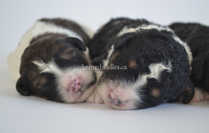 bernedoodles, bernedoodle puppies, bernedoodlees for sale, bernedoodles in canada, tri colour bernedoodles, tri colour, tri colour bernedoodles, tri colour bernedoodles, bernedoodles, bernedoodle breeders, bernedoodle breeders, bernedoodles, bernedoodles, bernedoodles. bernedoodle puppies for sale, berniedoodles, bernadoodles, bernesedoodles, bernedoodles, bernedoodles, bernedoodles, bernedoodle, bernedoodle, bernedoodle, bernedoodle, bernedoodle, bernedoodle puppies, bernedoodle breeders, bernedoodles, bernedoodle puppies, available bernedoodle puppies, available Bernedoodle puppies, tri colour bernedoodle,bernedoodle, bernedoodle, bernedoodle, bernedoodle, bernedoodles, bernedoodle puppies Ontario, bernedoodle, bernedooodle, bernedoodle, bernedoodle, bernedoodle, bernedoodle, bernedoodles, bernedoodle puppies, bernedoodle puppy, bernedoodle breeder in Canada, bernedoodle breeder in Ontario, bernedoodles, bernedoodles for sale, bernedoodles, Willow Brooke Bernedoodles, bernadoodles, available puppies, available Bernedoodle puppies, bernedoodles British Columbia, bernedoodles Alberta, bernedoodles Ontario, bernedoodles Toronto, bernedoodles Quebec, bernedoodles Nova Scotia, bernedoodles Newfoundland, bernedoodles New Brunswick, Bernese mountain dog, labradoodles, goldendoodles, bernedoodles, swiss ridge, swiss ridge kennel, swiss ridge bernedoodles, bernadoodles, berniedoodles, bernedoodles for sale, bernedoodles, bernedoodle, bernedoodle, bernedoodle, bernedoodle, bernedoodle, bernedoodle, bernedoodles, bernedoodles, bernedoodles, bernedoodle, bernedoodle puppy, bernedoodles Toronto, bernedoodles, bernedoodles, bernedoodle, bernedoodles, bernedoodle, bernedoodle, bernedoodle, bernedoodle, bernedoodle, bernedoodle, bernedoodles, bernedoodle, bernedoodles, bernedoodles, bernedoodles, Willow Brooke Bernedoodles, available Bernedoodle puppies, Bernedoodles Canada, bernedoodle, burnadoodle, berniedoodle, bernadoodle, bernadoodle, bernedoodle, bernedoodles, Bernedoodles, Bernese Mountain Dog, Poodle, Standard Poodle, Moyan Poodle, Mini Bernedoodle, Medium Bernedoodle, Standard Bernedoodle, Bernedoodles, bernedoodle, Bernedoodle Canada, bernedoodles bernedoodles bernedoodles, bernedoodles, Willow Brooke Bernedoodles, available bernedoodles, available Bernedoodles, Bernedoodles, bernedoodles, bernedoodle, bernedoodle, bernedoodles, bernedoodle, bernedoodle, bernedoodles, bernedoodle puppy, bernedoodle, bernedoodle, bernedoodles, bernedoodles, bernedoodle, bernedoodle, bernedoodles, bernedoodle puppies, bernedoodle breeder, Ontario bernedoodle puppies, bernedoodles for sale, available bernedoodle puppies, bernedoodle litters, bernedoodles in New York, bernedoodle, bernedoodle puppy, bernedoodle puppies, bernedoodles Ontario, bernedoodle, bernadoodle, bernadoodle, bernedoodles, bernedoodle puppies for sale, puppies for sale, bernedoodle, berniedoodle, bernedoodles in ontario, bernedoodles in Canada