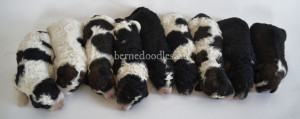 bernedoodles, bernedoodle puppies, bernedoodlees for sale, bernedoodles in canada, tri colour bernedoodles, tri colour, tri colour bernedoodles, tri colour bernedoodles, bernedoodles, bernedoodle breeders, bernedoodle breeders, bernedoodles, bernedoodles, bernedoodles. bernedoodle puppies for sale, berniedoodles, bernadoodles, bernesedoodles, bernedoodles, bernedoodles, bernedoodles, bernedoodle, bernedoodle, bernedoodle, bernedoodle, bernedoodle, bernedoodle puppies, bernedoodle breeders, bernedoodles, bernedoodle puppies, available bernedoodle puppies, available Bernedoodle puppies, tri colour bernedoodle,bernedoodle, bernedoodle, bernedoodle, bernedoodle, bernedoodles, bernedoodle puppies Ontario, bernedoodle, bernedooodle, bernedoodle, bernedoodle, bernedoodle, bernedoodle, bernedoodles, bernedoodle puppies, bernedoodle puppy, bernedoodle breeder in Canada, bernedoodle breeder in Ontario, bernedoodles, bernedoodles for sale, bernedoodles, Willow Brooke Bernedoodles, bernadoodles, available puppies, available Bernedoodle puppies, bernedoodles British Columbia, bernedoodles Alberta, bernedoodles Ontario, bernedoodles Toronto, bernedoodles Quebec, bernedoodles Nova Scotia, bernedoodles Newfoundland, bernedoodles New Brunswick, Bernese mountain dog, labradoodles, goldendoodles, bernedoodles, swiss ridge, swiss ridge kennel, swiss ridge bernedoodles, bernadoodles, berniedoodles, bernedoodles for sale, bernedoodles, bernedoodle, bernedoodle, bernedoodle, bernedoodle, bernedoodle, bernedoodle, bernedoodles, bernedoodles, bernedoodles, bernedoodle, bernedoodle puppy, bernedoodles Toronto, bernedoodles, bernedoodles, bernedoodle, bernedoodles, bernedoodle, bernedoodle, bernedoodle, bernedoodle, bernedoodle, bernedoodle, bernedoodles, bernedoodle, bernedoodles, bernedoodles, bernedoodles, Willow Brooke Bernedoodles, available Bernedoodle puppies, Bernedoodles Canada, bernedoodle, burnadoodle, berniedoodle, bernadoodle, bernadoodle, bernedoodle, bernedoodles, Bernedoodles, Bernese Mountain Dog, Poodle, Standard Poodle, Moyan Poodle, Mini Bernedoodle, Medium Bernedoodle, Standard Bernedoodle, Bernedoodles, bernedoodle, Bernedoodle Canada, bernedoodles bernedoodles bernedoodles, bernedoodles, Willow Brooke Bernedoodles, available bernedoodles, available Bernedoodles, Bernedoodles, bernedoodles, bernedoodle, bernedoodle, bernedoodles, bernedoodle, bernedoodle, bernedoodles, bernedoodle puppy, bernedoodle, bernedoodle, bernedoodles, bernedoodles, bernedoodle, bernedoodle, bernedoodles, bernedoodle puppies, bernedoodle breeder, Ontario bernedoodle puppies, bernedoodles for sale, available bernedoodle puppies, bernedoodle litters, bernedoodles in New York, bernedoodle, bernedoodle puppy, bernedoodle puppies, bernedoodles Ontario, bernedoodle, bernadoodle, bernadoodle, bernedoodles, bernedoodle puppies for sale, puppies for sale, bernedoodle, berniedoodle, bernedoodles in ontario, bernedoodles in Canada