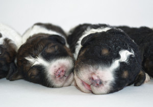 bernedoodles, bernedoodle puppies, bernedoodlees for sale, bernedoodles in canada, tri colour bernedoodles, tri colour, tri colour bernedoodles, tri colour bernedoodles, bernedoodles, bernedoodle breeders, bernedoodle breeders, bernedoodles, bernedoodles, bernedoodles. bernedoodle puppies for sale, berniedoodles, bernadoodles, bernesedoodles, bernedoodles, bernedoodles, bernedoodles, bernedoodle, bernedoodle, bernedoodle, bernedoodle, bernedoodle, bernedoodle puppies, bernedoodle breeders, bernedoodles, bernedoodle puppies, available bernedoodle puppies, available Bernedoodle puppies, tri colour bernedoodle,bernedoodle, bernedoodle, bernedoodle, bernedoodle, bernedoodles, bernedoodle puppies Ontario, bernedoodle, bernedooodle, bernedoodle, bernedoodle, bernedoodle, bernedoodle, bernedoodles, bernedoodle puppies, bernedoodle puppy, bernedoodle breeder in Canada, bernedoodle breeder in Ontario, bernedoodles, bernedoodles for sale, bernedoodles, Willow Brooke Bernedoodles, bernadoodles, available puppies, available Bernedoodle puppies, bernedoodles British Columbia, bernedoodles Alberta, bernedoodles Ontario, bernedoodles Toronto, bernedoodles Quebec, bernedoodles Nova Scotia, bernedoodles Newfoundland, bernedoodles New Brunswick, Bernese mountain dog, labradoodles, goldendoodles, bernedoodles, swiss ridge, swiss ridge kennel, swiss ridge bernedoodles, bernadoodles, berniedoodles, bernedoodles for sale, bernedoodles, bernedoodle, bernedoodle, bernedoodle, bernedoodle, bernedoodle, bernedoodle, bernedoodles, bernedoodles, bernedoodles, bernedoodle, bernedoodle puppy, bernedoodles Toronto, bernedoodles, bernedoodles, bernedoodle, bernedoodles, bernedoodle, bernedoodle, bernedoodle, bernedoodle, bernedoodle, bernedoodle, bernedoodles, bernedoodle, bernedoodles, bernedoodles, bernedoodles, Willow Brooke Bernedoodles, available Bernedoodle puppies, Bernedoodles Canada, bernedoodle, burnadoodle, berniedoodle, bernadoodle, bernadoodle, bernedoodle, bernedoodles, Bernedoodles, Bernese Mountain Dog, Poodle, Standard Poodle, Moyan Poodle, Mini Bernedoodle, Medium Bernedoodle, Standard Bernedoodle, Bernedoodles, bernedoodle, Bernedoodle Canada, bernedoodles bernedoodles bernedoodles, bernedoodles, Willow Brooke Bernedoodles, available bernedoodles, available Bernedoodles, Bernedoodles, bernedoodles, bernedoodle, bernedoodle, bernedoodles, bernedoodle, bernedoodle, bernedoodles, bernedoodle puppy, bernedoodle, bernedoodle, bernedoodles, bernedoodles, bernedoodle, bernedoodle, bernedoodles, bernedoodle puppies, bernedoodle breeder, Ontario bernedoodle puppies, bernedoodles for sale, available bernedoodle puppies, bernedoodle litters, bernedoodles in New York, bernedoodle, bernedoodle puppy, bernedoodle puppies, bernedoodles Ontario, bernedoodle, bernadoodle, bernadoodle, bernedoodles, bernedoodle puppies for sale, puppies for sale, bernedoodle, berniedoodle, bernedoodles in ontario, bernedoodles in Canada