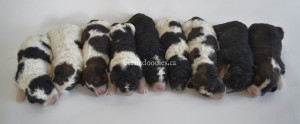 bernedoodles, bernedoodle puppies, bernedoodlees for sale, bernedoodles in canada, tri colour bernedoodles, tri colour, tri colour bernedoodles, tri colour bernedoodles, bernedoodles, bernedoodle breeders, bernedoodle breeders, bernedoodles, bernedoodles, bernedoodles. bernedoodle puppies for sale, berniedoodles, bernadoodles, bernesedoodles, bernedoodles, bernedoodles, bernedoodles, bernedoodle, bernedoodle, bernedoodle, bernedoodle, bernedoodle, bernedoodle puppies, bernedoodle breeders, bernedoodles, bernedoodle puppies, available bernedoodle puppies, available Bernedoodle puppies, tri colour bernedoodle,bernedoodle, bernedoodle, bernedoodle, bernedoodle, bernedoodles, bernedoodle puppies Ontario, bernedoodle, bernedooodle, bernedoodle, bernedoodle, bernedoodle, bernedoodle, bernedoodles, bernedoodle puppies, bernedoodle puppy, bernedoodle breeder in Canada, bernedoodle breeder in Ontario, bernedoodles, bernedoodles for sale, bernedoodles, Willow Brooke Bernedoodles, bernadoodles, available puppies, available Bernedoodle puppies, bernedoodles British Columbia, bernedoodles Alberta, bernedoodles Ontario, bernedoodles Toronto, bernedoodles Quebec, bernedoodles Nova Scotia, bernedoodles Newfoundland, bernedoodles New Brunswick, Bernese mountain dog, labradoodles, goldendoodles, bernedoodles, swiss ridge, swiss ridge kennel, swiss ridge bernedoodles, bernadoodles, berniedoodles, bernedoodles for sale, bernedoodles, bernedoodle, bernedoodle, bernedoodle, bernedoodle, bernedoodle, bernedoodle, bernedoodles, bernedoodles, bernedoodles, bernedoodle, bernedoodle puppy, bernedoodles Toronto, bernedoodles, bernedoodles, bernedoodle, bernedoodles, bernedoodle, bernedoodle, bernedoodle, bernedoodle, bernedoodle, bernedoodle, bernedoodles, bernedoodle, bernedoodles, bernedoodles, bernedoodles, Willow Brooke Bernedoodles, available Bernedoodle puppies, Bernedoodles Canada, bernedoodle, burnadoodle, berniedoodle, bernadoodle, bernadoodle, bernedoodle, bernedoodles, Bernedoodles, Bernese Mountain Dog, Poodle, Standard Poodle, Moyan Poodle, Mini Bernedoodle, Medium Bernedoodle, Standard Bernedoodle, Bernedoodles, bernedoodle, Bernedoodle Canada, bernedoodles bernedoodles bernedoodles, bernedoodles, Willow Brooke Bernedoodles, available bernedoodles, available Bernedoodles, Bernedoodles, bernedoodles, bernedoodle, bernedoodle, bernedoodles, bernedoodle, bernedoodle, bernedoodles, bernedoodle puppy, bernedoodle, bernedoodle, bernedoodles, bernedoodles, bernedoodle, bernedoodle, bernedoodles, bernedoodle puppies, bernedoodle breeder, Ontario bernedoodle puppies, bernedoodles for sale, available bernedoodle puppies, bernedoodle litters, bernedoodles in New York, bernedoodle, bernedoodle puppy, bernedoodle puppies, bernedoodles Ontario, bernedoodle, bernadoodle, bernadoodle, bernedoodles, bernedoodle puppies for sale, puppies for sale, bernedoodle, berniedoodle, bernedoodles in ontario, bernedoodles in Canada