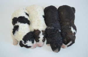 bernedoodles, bernedoodle puppies, bernedoodlees for sale, bernedoodles in canada, tri colour bernedoodles, tri colour, tri colour bernedoodles, tri colour bernedoodles, bernedoodles, bernedoodle breeders, bernedoodle breeders, bernedoodles, bernedoodles, bernedoodles. bernedoodle puppies for sale, berniedoodles, bernadoodles, bernesedoodles, bernedoodles, bernedoodles, bernedoodles, bernedoodle, bernedoodle, bernedoodle, bernedoodle, bernedoodle, bernedoodle puppies, bernedoodle breeders, bernedoodles, bernedoodle puppies, available bernedoodle puppies, available Bernedoodle puppies, tri colour bernedoodle,bernedoodle, bernedoodle, bernedoodle, bernedoodle, bernedoodles, bernedoodle puppies Ontario, bernedoodle, bernedooodle, bernedoodle, bernedoodle, bernedoodle, bernedoodle, bernedoodles, bernedoodle puppies, bernedoodle puppy, bernedoodle breeder in Canada, bernedoodle breeder in Ontario, bernedoodles, bernedoodles for sale, bernedoodles, Willow Brooke Bernedoodles, bernadoodles, available puppies, available Bernedoodle puppies, bernedoodles British Columbia, bernedoodles Alberta, bernedoodles Ontario, bernedoodles Toronto, bernedoodles Quebec, bernedoodles Nova Scotia, bernedoodles Newfoundland, bernedoodles New Brunswick, Bernese mountain dog, labradoodles, goldendoodles, bernedoodles, swiss ridge, swiss ridge kennel, swiss ridge bernedoodles, bernadoodles, berniedoodles, bernedoodles for sale, bernedoodles, bernedoodle, bernedoodle, bernedoodle, bernedoodle, bernedoodle, bernedoodle, bernedoodles, bernedoodles, bernedoodles, bernedoodle, bernedoodle puppy, bernedoodles Toronto, bernedoodles, bernedoodles, bernedoodle, bernedoodles, bernedoodle, bernedoodle, bernedoodle, bernedoodle, bernedoodle, bernedoodle, bernedoodles, bernedoodle, bernedoodles, bernedoodles, bernedoodles, Willow Brooke Bernedoodles, available Bernedoodle puppies, Bernedoodles Canada, bernedoodle, burnadoodle, berniedoodle, bernadoodle, bernadoodle, bernedoodle, bernedoodles, Bernedoodles, Bernese Mountain Dog, Poodle, Standard Poodle, Moyan Poodle, Mini Bernedoodle, Medium Bernedoodle, Standard Bernedoodle, Bernedoodles, bernedoodle, Bernedoodle Canada, bernedoodles bernedoodles bernedoodles, bernedoodles, Willow Brooke Bernedoodles, available bernedoodles, available Bernedoodles, Bernedoodles, bernedoodles, bernedoodle, bernedoodle, bernedoodles, bernedoodle, bernedoodle, bernedoodles, bernedoodle puppy, bernedoodle, bernedoodle, bernedoodles, bernedoodles, bernedoodle, bernedoodle, bernedoodles, bernedoodle puppies, bernedoodle breeder, Ontario bernedoodle puppies, bernedoodles for sale, available bernedoodle puppies, bernedoodle litters, bernedoodles in New York, bernedoodle, bernedoodle puppy, bernedoodle puppies, bernedoodles Ontario, bernedoodle, bernadoodle, bernadoodle, bernedoodles, bernedoodle puppies for sale, puppies for sale, bernedoodle, berniedoodle, bernedoodles in ontario, bernedoodles in Canada