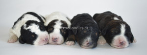 bernedoodles, bernedoodle puppies, bernedoodlees for sale, bernedoodles in canada, tri colour bernedoodles, tri colour, tri colour bernedoodles, tri colour bernedoodles, bernedoodles, bernedoodle breeders, bernedoodle breeders, bernedoodles, bernedoodles, bernedoodles. bernedoodle puppies for sale, berniedoodles, bernadoodles, bernesedoodles, bernedoodles, bernedoodles, bernedoodles, bernedoodle, bernedoodle, bernedoodle, bernedoodle, bernedoodle, bernedoodle puppies, bernedoodle breeders, bernedoodles, bernedoodle puppies, available bernedoodle puppies, available Bernedoodle puppies, tri colour bernedoodle,bernedoodle, bernedoodle, bernedoodle, bernedoodle, bernedoodles, bernedoodle puppies Ontario, bernedoodle, bernedooodle, bernedoodle, bernedoodle, bernedoodle, bernedoodle, bernedoodles, bernedoodle puppies, bernedoodle puppy, bernedoodle breeder in Canada, bernedoodle breeder in Ontario, bernedoodles, bernedoodles for sale, bernedoodles, Willow Brooke Bernedoodles, bernadoodles, available puppies, available Bernedoodle puppies, bernedoodles British Columbia, bernedoodles Alberta, bernedoodles Ontario, bernedoodles Toronto, bernedoodles Quebec, bernedoodles Nova Scotia, bernedoodles Newfoundland, bernedoodles New Brunswick, Bernese mountain dog, labradoodles, goldendoodles, bernedoodles, swiss ridge, swiss ridge kennel, swiss ridge bernedoodles, bernadoodles, berniedoodles, bernedoodles for sale, bernedoodles, bernedoodle, bernedoodle, bernedoodle, bernedoodle, bernedoodle, bernedoodle, bernedoodles, bernedoodles, bernedoodles, bernedoodle, bernedoodle puppy, bernedoodles Toronto, bernedoodles, bernedoodles, bernedoodle, bernedoodles, bernedoodle, bernedoodle, bernedoodle, bernedoodle, bernedoodle, bernedoodle, bernedoodles, bernedoodle, bernedoodles, bernedoodles, bernedoodles, Willow Brooke Bernedoodles, available Bernedoodle puppies, Bernedoodles Canada, bernedoodle, burnadoodle, berniedoodle, bernadoodle, bernadoodle, bernedoodle, bernedoodles, Bernedoodles, Bernese Mountain Dog, Poodle, Standard Poodle, Moyan Poodle, Mini Bernedoodle, Medium Bernedoodle, Standard Bernedoodle, Bernedoodles, bernedoodle, Bernedoodle Canada, bernedoodles bernedoodles bernedoodles, bernedoodles, Willow Brooke Bernedoodles, available bernedoodles, available Bernedoodles, Bernedoodles, bernedoodles, bernedoodle, bernedoodle, bernedoodles, bernedoodle, bernedoodle, bernedoodles, bernedoodle puppy, bernedoodle, bernedoodle, bernedoodles, bernedoodles, bernedoodle, bernedoodle, bernedoodles, bernedoodle puppies, bernedoodle breeder, Ontario bernedoodle puppies, bernedoodles for sale, available bernedoodle puppies, bernedoodle litters, bernedoodles in New York, bernedoodle, bernedoodle puppy, bernedoodle puppies, bernedoodles Ontario, bernedoodle, bernadoodle, bernadoodle, bernedoodles, bernedoodle puppies for sale, puppies for sale, bernedoodle, berniedoodle, bernedoodles in ontario, bernedoodles in Canada