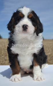 bernedoodles, bernedoodle puppies, bernedoodlees for sale, bernedoodles in canada, tri colour bernedoodles, tri colour, tri colour bernedoodles, tri colour bernedoodles, bernedoodles, bernedoodle breeders, bernedoodle breeders, bernedoodles, bernedoodles, bernedoodles. bernedoodle puppies for sale, berniedoodles, bernadoodles, bernesedoodles, bernedoodles, bernedoodles, bernedoodles, bernedoodle, bernedoodle, bernedoodle, bernedoodle, bernedoodle, bernedoodle puppies, bernedoodle breeders, bernedoodles, bernedoodle puppies, available bernedoodle puppies, available Bernedoodle puppies, tri colour bernedoodle,bernedoodle, bernedoodle, bernedoodle, bernedoodle, bernedoodles, bernedoodle puppies Ontario, bernedoodle, bernedooodle, bernedoodle, bernedoodle, bernedoodle, bernedoodle, bernedoodles, bernedoodle puppies, bernedoodle puppy, bernedoodle breeder in Canada, bernedoodle breeder in Ontario, bernedoodles, bernedoodles for sale,  bernedoodles, Willow Brooke Bernedoodles, bernadoodles, available puppies, available Bernedoodle puppies, bernedoodles British Columbia, bernedoodles Alberta, bernedoodles Ontario, bernedoodles Toronto, bernedoodles Quebec, bernedoodles Nova Scotia, bernedoodles Newfoundland, bernedoodles New Brunswick, Bernese mountain dog, labradoodles, goldendoodles, bernedoodles, swiss ridge, swiss ridge kennel, swiss ridge bernedoodles, bernadoodles, berniedoodles, bernedoodles for sale, bernedoodles, bernedoodle, bernedoodle, bernedoodle, bernedoodle, bernedoodle, bernedoodle, bernedoodles, bernedoodles, bernedoodles, bernedoodle, bernedoodle puppy, bernedoodles Toronto, bernedoodles, bernedoodles, bernedoodle, bernedoodles, bernedoodle, bernedoodle, bernedoodle, bernedoodle, bernedoodle, bernedoodle, bernedoodles, bernedoodle, bernedoodles, bernedoodles, bernedoodles, Willow Brooke Bernedoodles, available Bernedoodle puppies, Bernedoodles Canada, bernedoodle, burnadoodle, berniedoodle, bernadoodle, bernadoodle, bernedoodle, bernedoodles, Bernedoodles, Bernese Mountain Dog, Poodle, Standard Poodle, Moyan Poodle, Mini Bernedoodle, Medium Bernedoodle, Standard Bernedoodle, Bernedoodles, bernedoodle, Bernedoodle Canada, bernedoodles bernedoodles bernedoodles, bernedoodles, Willow Brooke Bernedoodles, available bernedoodles, available Bernedoodles, Bernedoodles, bernedoodles, bernedoodle, bernedoodle, bernedoodles, bernedoodle, bernedoodle, bernedoodles, bernedoodle puppy, bernedoodle, bernedoodle, bernedoodles, bernedoodles, bernedoodle, bernedoodle, bernedoodles, bernedoodle puppies, bernedoodle breeder, Ontario bernedoodle puppies, bernedoodles for sale, available bernedoodle puppies, bernedoodle litters, bernedoodles in New York, bernedoodle, bernedoodle puppy, bernedoodle puppies, bernedoodles Ontario, bernedoodle, bernadoodle, bernadoodle, bernedoodles, bernedoodle puppies for sale, puppies for sale, bernedoodle, berniedoodle, bernedoodles in ontario, bernedoodles in Canada