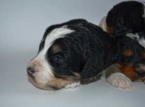 bernedoodles, bernedoodle puppies, bernedoodlees for sale, bernedoodles in canada, tri colour bernedoodles, tri colour, tri colour bernedoodles, tri colour bernedoodles, bernedoodles, bernedoodle breeders, bernedoodle breeders, bernedoodles, bernedoodles, bernedoodles. bernedoodle puppies for sale, berniedoodles, bernadoodles, bernesedoodles, bernedoodles, bernedoodles, bernedoodles, bernedoodle, bernedoodle, bernedoodle, bernedoodle, bernedoodle, bernedoodle puppies, bernedoodle breeders, bernedoodles, bernedoodle puppies, available bernedoodle puppies, available Bernedoodle puppies, tri colour bernedoodle,bernedoodle, bernedoodle, bernedoodle, bernedoodle, bernedoodles, bernedoodle puppies Ontario, bernedoodle, bernedooodle, bernedoodle, bernedoodle, bernedoodle, bernedoodle, bernedoodles, bernedoodle puppies, bernedoodle puppy, bernedoodle breeder in Canada, bernedoodle breeder in Ontario, bernedoodles, bernedoodles for sale, bernedoodles, Willow Brooke Bernedoodles, bernadoodles, available puppies, available Bernedoodle puppies, bernedoodles British Columbia, bernedoodles Alberta, bernedoodles Ontario, bernedoodles Toronto, bernedoodles Quebec, bernedoodles Nova Scotia, bernedoodles Newfoundland, bernedoodles New Brunswick, Bernese mountain dog, labradoodles, goldendoodles, bernedoodles, swiss ridge, swiss ridge kennel, swiss ridge bernedoodles, bernadoodles, berniedoodles, bernedoodles for sale, bernedoodles, bernedoodle, bernedoodle, bernedoodle, bernedoodle, bernedoodle, bernedoodle, bernedoodles, bernedoodles, bernedoodles, bernedoodle, bernedoodle puppy, bernedoodles Toronto, bernedoodles, bernedoodles, bernedoodle, bernedoodles, bernedoodle, bernedoodle, bernedoodle, bernedoodle, bernedoodle, bernedoodle, bernedoodles, bernedoodle, bernedoodles, bernedoodles, bernedoodles, Willow Brooke Bernedoodles, available Bernedoodle puppies, Bernedoodles Canada, bernedoodle, burnadoodle, berniedoodle, bernadoodle, bernadoodle, bernedoodle, bernedoodles, Bernedoodles, Bernese Mountain Dog, Poodle, Standard Poodle, Moyan Poodle, Mini Bernedoodle, Medium Bernedoodle, Standard Bernedoodle, Bernedoodles, bernedoodle, Bernedoodle Canada, bernedoodles bernedoodles bernedoodles, bernedoodles, Willow Brooke Bernedoodles, available bernedoodles, available Bernedoodles, Bernedoodles, bernedoodles, bernedoodle, bernedoodle, bernedoodles, bernedoodle, bernedoodle, bernedoodles, bernedoodle puppy, bernedoodle, bernedoodle, bernedoodles, bernedoodles, bernedoodle, bernedoodle, bernedoodles, bernedoodle puppies, bernedoodle breeder, Ontario bernedoodle puppies, bernedoodles for sale, available bernedoodle puppies, bernedoodle litters, bernedoodles in New York, bernedoodle, bernedoodle puppy, bernedoodle puppies, bernedoodles Ontario, bernedoodle, bernadoodle, bernadoodle, bernedoodles, bernedoodle puppies for sale, puppies for sale, bernedoodle, berniedoodle, bernedoodles in ontario, bernedoodles in Canada