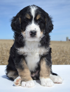 bernedoodles, bernedoodle puppies, bernedoodlees for sale, bernedoodles in canada, tri colour bernedoodles, tri colour, tri colour bernedoodles, tri colour bernedoodles, bernedoodles, bernedoodle breeders, bernedoodle breeders, bernedoodles, bernedoodles, bernedoodles. bernedoodle puppies for sale, berniedoodles, bernadoodles, bernesedoodles, bernedoodles, bernedoodles, bernedoodles, bernedoodle, bernedoodle, bernedoodle, bernedoodle, bernedoodle, bernedoodle puppies, bernedoodle breeders, bernedoodles, bernedoodle puppies, available bernedoodle puppies, available Bernedoodle puppies, tri colour bernedoodle,bernedoodle, bernedoodle, bernedoodle, bernedoodle, bernedoodles, bernedoodle puppies Ontario, bernedoodle, bernedooodle, bernedoodle, bernedoodle, bernedoodle, bernedoodle, bernedoodles, bernedoodle puppies, bernedoodle puppy, bernedoodle breeder in Canada, bernedoodle breeder in Ontario, bernedoodles, bernedoodles for sale,  bernedoodles, Willow Brooke Bernedoodles, bernadoodles, available puppies, available Bernedoodle puppies, bernedoodles British Columbia, bernedoodles Alberta, bernedoodles Ontario, bernedoodles Toronto, bernedoodles Quebec, bernedoodles Nova Scotia, bernedoodles Newfoundland, bernedoodles New Brunswick, Bernese mountain dog, labradoodles, goldendoodles, bernedoodles, swiss ridge, swiss ridge kennel, swiss ridge bernedoodles, bernadoodles, berniedoodles, bernedoodles for sale, bernedoodles, bernedoodle, bernedoodle, bernedoodle, bernedoodle, bernedoodle, bernedoodle, bernedoodles, bernedoodles, bernedoodles, bernedoodle, bernedoodle puppy, bernedoodles Toronto, bernedoodles, bernedoodles, bernedoodle, bernedoodles, bernedoodle, bernedoodle, bernedoodle, bernedoodle, bernedoodle, bernedoodle, bernedoodles, bernedoodle, bernedoodles, bernedoodles, bernedoodles, Willow Brooke Bernedoodles, available Bernedoodle puppies, Bernedoodles Canada, bernedoodle, burnadoodle, berniedoodle, bernadoodle, bernadoodle, bernedoodle, bernedoodles, Bernedoodles, Bernese Mountain Dog, Poodle, Standard Poodle, Moyan Poodle, Mini Bernedoodle, Medium Bernedoodle, Standard Bernedoodle, Bernedoodles, bernedoodle, Bernedoodle Canada, bernedoodles bernedoodles bernedoodles, bernedoodles, Willow Brooke Bernedoodles, available bernedoodles, available Bernedoodles, Bernedoodles, bernedoodles, bernedoodle, bernedoodle, bernedoodles, bernedoodle, bernedoodle, bernedoodles, bernedoodle puppy, bernedoodle, bernedoodle, bernedoodles, bernedoodles, bernedoodle, bernedoodle, bernedoodles, bernedoodle puppies, bernedoodle breeder, Ontario bernedoodle puppies, bernedoodles for sale, available bernedoodle puppies, bernedoodle litters, bernedoodles in New York, bernedoodle, bernedoodle puppy, bernedoodle puppies, bernedoodles Ontario, bernedoodle, bernadoodle, bernadoodle, bernedoodles, bernedoodle puppies for sale, puppies for sale, bernedoodle, berniedoodle, bernedoodles in ontario, bernedoodles in Canada