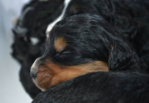 bernedoodles, bernedoodle puppies, bernedoodlees for sale, bernedoodles in canada, tri colour bernedoodles, tri colour, tri colour bernedoodles, tri colour bernedoodles, bernedoodles, bernedoodle breeders, bernedoodle breeders, bernedoodles, bernedoodles, bernedoodles. bernedoodle puppies for sale, berniedoodles, bernadoodles, bernesedoodles, bernedoodles, bernedoodles, bernedoodles, bernedoodle, bernedoodle, bernedoodle, bernedoodle, bernedoodle, bernedoodle puppies, bernedoodle breeders, bernedoodles, bernedoodle puppies, available bernedoodle puppies, available Bernedoodle puppies, tri colour bernedoodle,bernedoodle, bernedoodle, bernedoodle, bernedoodle, bernedoodles, bernedoodle puppies Ontario, bernedoodle, bernedooodle, bernedoodle, bernedoodle, bernedoodle, bernedoodle, bernedoodles, bernedoodle puppies, bernedoodle puppy, bernedoodle breeder in Canada, bernedoodle breeder in Ontario, bernedoodles, bernedoodles for sale, bernedoodles, Willow Brooke Bernedoodles, bernadoodles, available puppies, available Bernedoodle puppies, bernedoodles British Columbia, bernedoodles Alberta, bernedoodles Ontario, bernedoodles Toronto, bernedoodles Quebec, bernedoodles Nova Scotia, bernedoodles Newfoundland, bernedoodles New Brunswick, Bernese mountain dog, labradoodles, goldendoodles, bernedoodles, swiss ridge, swiss ridge kennel, swiss ridge bernedoodles, bernadoodles, berniedoodles, bernedoodles for sale, bernedoodles, bernedoodle, bernedoodle, bernedoodle, bernedoodle, bernedoodle, bernedoodle, bernedoodles, bernedoodles, bernedoodles, bernedoodle, bernedoodle puppy, bernedoodles Toronto, bernedoodles, bernedoodles, bernedoodle, bernedoodles, bernedoodle, bernedoodle, bernedoodle, bernedoodle, bernedoodle, bernedoodle, bernedoodles, bernedoodle, bernedoodles, bernedoodles, bernedoodles, Willow Brooke Bernedoodles, available Bernedoodle puppies, Bernedoodles Canada, bernedoodle, burnadoodle, berniedoodle, bernadoodle, bernadoodle, bernedoodle, bernedoodles, Bernedoodles, Bernese Mountain Dog, Poodle, Standard Poodle, Moyan Poodle, Mini Bernedoodle, Medium Bernedoodle, Standard Bernedoodle, Bernedoodles, bernedoodle, Bernedoodle Canada, bernedoodles bernedoodles bernedoodles, bernedoodles, Willow Brooke Bernedoodles, available bernedoodles, available Bernedoodles, Bernedoodles, bernedoodles, bernedoodle, bernedoodle, bernedoodles, bernedoodle, bernedoodle, bernedoodles, bernedoodle puppy, bernedoodle, bernedoodle, bernedoodles, bernedoodles, bernedoodle, bernedoodle, bernedoodles, bernedoodle puppies, bernedoodle breeder, Ontario bernedoodle puppies, bernedoodles for sale, available bernedoodle puppies, bernedoodle litters, bernedoodles in New York, bernedoodle, bernedoodle puppy, bernedoodle puppies, bernedoodles Ontario, bernedoodle, bernadoodle, bernadoodle, bernedoodles, bernedoodle puppies for sale, puppies for sale, bernedoodle, berniedoodle, bernedoodles in ontario, bernedoodles in Canada