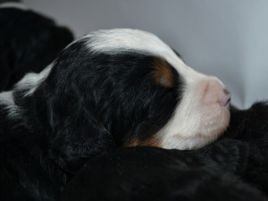 bernedoodles, bernedoodle puppies, bernedoodlees for sale, bernedoodles in canada, tri colour bernedoodles, tri colour, tri colour bernedoodles, tri colour bernedoodles, bernedoodles, bernedoodle breeders, bernedoodle breeders, bernedoodles, bernedoodles, bernedoodles. bernedoodle puppies for sale, berniedoodles, bernadoodles, bernesedoodles, bernedoodles, bernedoodles, bernedoodles, bernedoodle, bernedoodle, bernedoodle, bernedoodle, bernedoodle, bernedoodle puppies, bernedoodle breeders, bernedoodles, bernedoodle puppies, available bernedoodle puppies, available Bernedoodle puppies, tri colour bernedoodle,bernedoodle, bernedoodle, bernedoodle, bernedoodle, bernedoodles, bernedoodle puppies Ontario, bernedoodle, bernedooodle, bernedoodle, bernedoodle, bernedoodle, bernedoodle, bernedoodles, bernedoodle puppies, bernedoodle puppy, bernedoodle breeder in Canada, bernedoodle breeder in Ontario, bernedoodles, bernedoodles for sale, bernedoodles, Willow Brooke Bernedoodles, bernadoodles, available puppies, available Bernedoodle puppies, bernedoodles British Columbia, bernedoodles Alberta, bernedoodles Ontario, bernedoodles Toronto, bernedoodles Quebec, bernedoodles Nova Scotia, bernedoodles Newfoundland, bernedoodles New Brunswick, Bernese mountain dog, labradoodles, goldendoodles, bernedoodles, swiss ridge, swiss ridge kennel, swiss ridge bernedoodles, bernadoodles, berniedoodles, bernedoodles for sale, bernedoodles, bernedoodle, bernedoodle, bernedoodle, bernedoodle, bernedoodle, bernedoodle, bernedoodles, bernedoodles, bernedoodles, bernedoodle, bernedoodle puppy, bernedoodles Toronto, bernedoodles, bernedoodles, bernedoodle, bernedoodles, bernedoodle, bernedoodle, bernedoodle, bernedoodle, bernedoodle, bernedoodle, bernedoodles, bernedoodle, bernedoodles, bernedoodles, bernedoodles, Willow Brooke Bernedoodles, available Bernedoodle puppies, Bernedoodles Canada, bernedoodle, burnadoodle, berniedoodle, bernadoodle, bernadoodle, bernedoodle, bernedoodles, Bernedoodles, Bernese Mountain Dog, Poodle, Standard Poodle, Moyan Poodle, Mini Bernedoodle, Medium Bernedoodle, Standard Bernedoodle, Bernedoodles, bernedoodle, Bernedoodle Canada, bernedoodles bernedoodles bernedoodles, bernedoodles, Willow Brooke Bernedoodles, available bernedoodles, available Bernedoodles, Bernedoodles, bernedoodles, bernedoodle, bernedoodle, bernedoodles, bernedoodle, bernedoodle, bernedoodles, bernedoodle puppy, bernedoodle, bernedoodle, bernedoodles, bernedoodles, bernedoodle, bernedoodle, bernedoodles, bernedoodle puppies, bernedoodle breeder, Ontario bernedoodle puppies, bernedoodles for sale, available bernedoodle puppies, bernedoodle litters, bernedoodles in New York, bernedoodle, bernedoodle puppy, bernedoodle puppies, bernedoodles Ontario, bernedoodle, bernadoodle, bernadoodle, bernedoodles, bernedoodle puppies for sale, puppies for sale, bernedoodle, berniedoodle, bernedoodles in ontario, bernedoodles in Canada