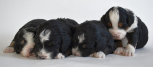 bernedoodles, bernedoodle puppies, bernedoodlees for sale, bernedoodles in canada, tri colour bernedoodles, tri colour, tri colour bernedoodles, tri colour bernedoodles, bernedoodles, bernedoodle breeders, bernedoodle breeders, bernedoodles, bernedoodles, bernedoodles. bernedoodle puppies for sale, berniedoodles, bernadoodles, bernesedoodles, bernedoodles, bernedoodles, bernedoodles, bernedoodle, bernedoodle, bernedoodle, bernedoodle, bernedoodle, bernedoodle puppies, bernedoodle breeders, bernedoodles, bernedoodle puppies, available bernedoodle puppies, available Bernedoodle puppies, tri colour bernedoodle,bernedoodle, bernedoodle, bernedoodle, bernedoodle, bernedoodles, bernedoodle puppies Ontario, bernedoodle, bernedooodle, bernedoodle, bernedoodle, bernedoodle, bernedoodle, bernedoodles, bernedoodle puppies, bernedoodle puppy, bernedoodle breeder in Canada, bernedoodle breeder in Ontario, bernedoodles, bernedoodles for sale, bernedoodles, Willow Brooke Bernedoodles, bernadoodles, available puppies, available Bernedoodle puppies, bernedoodles British Columbia, bernedoodles Alberta, bernedoodles Ontario, bernedoodles Toronto, bernedoodles Quebec, bernedoodles Nova Scotia, bernedoodles Newfoundland, bernedoodles New Brunswick, Bernese mountain dog, labradoodles, goldendoodles, bernedoodles, swiss ridge, swiss ridge kennel, swiss ridge bernedoodles, bernadoodles, berniedoodles, bernedoodles for sale, bernedoodles, bernedoodle, bernedoodle, bernedoodle, bernedoodle, bernedoodle, bernedoodle, bernedoodles, bernedoodles, bernedoodles, bernedoodle, bernedoodle puppy, bernedoodles Toronto, bernedoodles, bernedoodles, bernedoodle, bernedoodles, bernedoodle, bernedoodle, bernedoodle, bernedoodle, bernedoodle, bernedoodle, bernedoodles, bernedoodle, bernedoodles, bernedoodles, bernedoodles, Willow Brooke Bernedoodles, available Bernedoodle puppies, Bernedoodles Canada, bernedoodle, burnadoodle, berniedoodle, bernadoodle, bernadoodle, bernedoodle, bernedoodles, Bernedoodles, Bernese Mountain Dog, Poodle, Standard Poodle, Moyan Poodle, Mini Bernedoodle, Medium Bernedoodle, Standard Bernedoodle, Bernedoodles, bernedoodle, Bernedoodle Canada, bernedoodles bernedoodles bernedoodles, bernedoodles, Willow Brooke Bernedoodles, available bernedoodles, available Bernedoodles, Bernedoodles, bernedoodles, bernedoodle, bernedoodle, bernedoodles, bernedoodle, bernedoodle, bernedoodles, bernedoodle puppy, bernedoodle, bernedoodle, bernedoodles, bernedoodles, bernedoodle, bernedoodle, bernedoodles, bernedoodle puppies, bernedoodle breeder, Ontario bernedoodle puppies, bernedoodles for sale, available bernedoodle puppies, bernedoodle litters, bernedoodles in New York, bernedoodle, bernedoodle puppy, bernedoodle puppies, bernedoodles Ontario, bernedoodle, bernadoodle, bernadoodle, bernedoodles, bernedoodle puppies for sale, puppies for sale, bernedoodle, berniedoodle, bernedoodles in ontario, bernedoodles in Canada