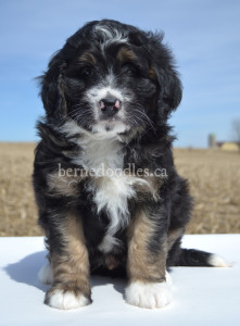 bernedoodles, bernedoodle puppies, bernedoodlees for sale, bernedoodles in canada, tri colour bernedoodles, tri colour, tri colour bernedoodles, tri colour bernedoodles, bernedoodles, bernedoodle breeders, bernedoodle breeders, bernedoodles, bernedoodles, bernedoodles. bernedoodle puppies for sale, berniedoodles, bernadoodles, bernesedoodles, bernedoodles, bernedoodles, bernedoodles, bernedoodle, bernedoodle, bernedoodle, bernedoodle, bernedoodle, bernedoodle puppies, bernedoodle breeders, bernedoodles, bernedoodle puppies, available bernedoodle puppies, available Bernedoodle puppies, tri colour bernedoodle,bernedoodle, bernedoodle, bernedoodle, bernedoodle, bernedoodles, bernedoodle puppies Ontario, bernedoodle, bernedooodle, bernedoodle, bernedoodle, bernedoodle, bernedoodle, bernedoodles, bernedoodle puppies, bernedoodle puppy, bernedoodle breeder in Canada, bernedoodle breeder in Ontario, bernedoodles, bernedoodles for sale,  bernedoodles, Willow Brooke Bernedoodles, bernadoodles, available puppies, available Bernedoodle puppies, bernedoodles British Columbia, bernedoodles Alberta, bernedoodles Ontario, bernedoodles Toronto, bernedoodles Quebec, bernedoodles Nova Scotia, bernedoodles Newfoundland, bernedoodles New Brunswick, Bernese mountain dog, labradoodles, goldendoodles, bernedoodles, swiss ridge, swiss ridge kennel, swiss ridge bernedoodles, bernadoodles, berniedoodles, bernedoodles for sale, bernedoodles, bernedoodle, bernedoodle, bernedoodle, bernedoodle, bernedoodle, bernedoodle, bernedoodles, bernedoodles, bernedoodles, bernedoodle, bernedoodle puppy, bernedoodles Toronto, bernedoodles, bernedoodles, bernedoodle, bernedoodles, bernedoodle, bernedoodle, bernedoodle, bernedoodle, bernedoodle, bernedoodle, bernedoodles, bernedoodle, bernedoodles, bernedoodles, bernedoodles, Willow Brooke Bernedoodles, available Bernedoodle puppies, Bernedoodles Canada, bernedoodle, burnadoodle, berniedoodle, bernadoodle, bernadoodle, bernedoodle, bernedoodles, Bernedoodles, Bernese Mountain Dog, Poodle, Standard Poodle, Moyan Poodle, Mini Bernedoodle, Medium Bernedoodle, Standard Bernedoodle, Bernedoodles, bernedoodle, Bernedoodle Canada, bernedoodles bernedoodles bernedoodles, bernedoodles, Willow Brooke Bernedoodles, available bernedoodles, available Bernedoodles, Bernedoodles, bernedoodles, bernedoodle, bernedoodle, bernedoodles, bernedoodle, bernedoodle, bernedoodles, bernedoodle puppy, bernedoodle, bernedoodle, bernedoodles, bernedoodles, bernedoodle, bernedoodle, bernedoodles, bernedoodle puppies, bernedoodle breeder, Ontario bernedoodle puppies, bernedoodles for sale, available bernedoodle puppies, bernedoodle litters, bernedoodles in New York, bernedoodle, bernedoodle puppy, bernedoodle puppies, bernedoodles Ontario, bernedoodle, bernadoodle, bernadoodle, bernedoodles, bernedoodle puppies for sale, puppies for sale, bernedoodle, berniedoodle, bernedoodles in ontario, bernedoodles in Canada