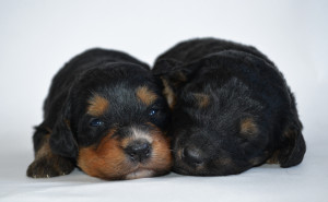 bernedoodles, bernedoodle puppies, bernedoodlees for sale, bernedoodles in canada, tri colour bernedoodles, tri colour, tri colour bernedoodles, tri colour bernedoodles, bernedoodles, bernedoodle breeders, bernedoodle breeders, bernedoodles, bernedoodles, bernedoodles. bernedoodle puppies for sale, berniedoodles, bernadoodles, bernesedoodles, bernedoodles, bernedoodles, bernedoodles, bernedoodle, bernedoodle, bernedoodle, bernedoodle, bernedoodle, bernedoodle puppies, bernedoodle breeders, bernedoodles, bernedoodle puppies, available bernedoodle puppies, available Bernedoodle puppies, tri colour bernedoodle,bernedoodle, bernedoodle, bernedoodle, bernedoodle, bernedoodles, bernedoodle puppies Ontario, bernedoodle, bernedooodle, bernedoodle, bernedoodle, bernedoodle, bernedoodle, bernedoodles, bernedoodle puppies, bernedoodle puppy, bernedoodle breeder in Canada, bernedoodle breeder in Ontario, bernedoodles, bernedoodles for sale, bernedoodles, Willow Brooke Bernedoodles, bernadoodles, available puppies, available Bernedoodle puppies, bernedoodles British Columbia, bernedoodles Alberta, bernedoodles Ontario, bernedoodles Toronto, bernedoodles Quebec, bernedoodles Nova Scotia, bernedoodles Newfoundland, bernedoodles New Brunswick, Bernese mountain dog, labradoodles, goldendoodles, bernedoodles, swiss ridge, swiss ridge kennel, swiss ridge bernedoodles, bernadoodles, berniedoodles, bernedoodles for sale, bernedoodles, bernedoodle, bernedoodle, bernedoodle, bernedoodle, bernedoodle, bernedoodle, bernedoodles, bernedoodles, bernedoodles, bernedoodle, bernedoodle puppy, bernedoodles Toronto, bernedoodles, bernedoodles, bernedoodle, bernedoodles, bernedoodle, bernedoodle, bernedoodle, bernedoodle, bernedoodle, bernedoodle, bernedoodles, bernedoodle, bernedoodles, bernedoodles, bernedoodles, Willow Brooke Bernedoodles, available Bernedoodle puppies, Bernedoodles Canada, bernedoodle, burnadoodle, berniedoodle, bernadoodle, bernadoodle, bernedoodle, bernedoodles, Bernedoodles, Bernese Mountain Dog, Poodle, Standard Poodle, Moyan Poodle, Mini Bernedoodle, Medium Bernedoodle, Standard Bernedoodle, Bernedoodles, bernedoodle, Bernedoodle Canada, bernedoodles bernedoodles bernedoodles, bernedoodles, Willow Brooke Bernedoodles, available bernedoodles, available Bernedoodles, Bernedoodles, bernedoodles, bernedoodle, bernedoodle, bernedoodles, bernedoodle, bernedoodle, bernedoodles, bernedoodle puppy, bernedoodle, bernedoodle, bernedoodles, bernedoodles, bernedoodle, bernedoodle, bernedoodles, bernedoodle puppies, bernedoodle breeder, Ontario bernedoodle puppies, bernedoodles for sale, available bernedoodle puppies, bernedoodle litters, bernedoodles in New York, bernedoodle, bernedoodle puppy, bernedoodle puppies, bernedoodles Ontario, bernedoodle, bernadoodle, bernadoodle, bernedoodles, bernedoodle puppies for sale, puppies for sale, bernedoodle, berniedoodle, bernedoodles in ontario, bernedoodles in Canada