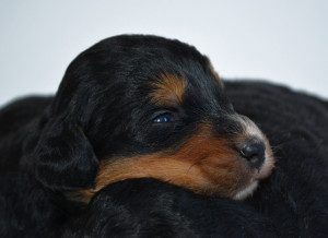 bernedoodles, bernedoodle puppies, bernedoodlees for sale, bernedoodles in canada, tri colour bernedoodles, tri colour, tri colour bernedoodles, tri colour bernedoodles, bernedoodles, bernedoodle breeders, bernedoodle breeders, bernedoodles, bernedoodles, bernedoodles. bernedoodle puppies for sale, berniedoodles, bernadoodles, bernesedoodles, bernedoodles, bernedoodles, bernedoodles, bernedoodle, bernedoodle, bernedoodle, bernedoodle, bernedoodle, bernedoodle puppies, bernedoodle breeders, bernedoodles, bernedoodle puppies, available bernedoodle puppies, available Bernedoodle puppies, tri colour bernedoodle,bernedoodle, bernedoodle, bernedoodle, bernedoodle, bernedoodles, bernedoodle puppies Ontario, bernedoodle, bernedooodle, bernedoodle, bernedoodle, bernedoodle, bernedoodle, bernedoodles, bernedoodle puppies, bernedoodle puppy, bernedoodle breeder in Canada, bernedoodle breeder in Ontario, bernedoodles, bernedoodles for sale, bernedoodles, Willow Brooke Bernedoodles, bernadoodles, available puppies, available Bernedoodle puppies, bernedoodles British Columbia, bernedoodles Alberta, bernedoodles Ontario, bernedoodles Toronto, bernedoodles Quebec, bernedoodles Nova Scotia, bernedoodles Newfoundland, bernedoodles New Brunswick, Bernese mountain dog, labradoodles, goldendoodles, bernedoodles, swiss ridge, swiss ridge kennel, swiss ridge bernedoodles, bernadoodles, berniedoodles, bernedoodles for sale, bernedoodles, bernedoodle, bernedoodle, bernedoodle, bernedoodle, bernedoodle, bernedoodle, bernedoodles, bernedoodles, bernedoodles, bernedoodle, bernedoodle puppy, bernedoodles Toronto, bernedoodles, bernedoodles, bernedoodle, bernedoodles, bernedoodle, bernedoodle, bernedoodle, bernedoodle, bernedoodle, bernedoodle, bernedoodles, bernedoodle, bernedoodles, bernedoodles, bernedoodles, Willow Brooke Bernedoodles, available Bernedoodle puppies, Bernedoodles Canada, bernedoodle, burnadoodle, berniedoodle, bernadoodle, bernadoodle, bernedoodle, bernedoodles, Bernedoodles, Bernese Mountain Dog, Poodle, Standard Poodle, Moyan Poodle, Mini Bernedoodle, Medium Bernedoodle, Standard Bernedoodle, Bernedoodles, bernedoodle, Bernedoodle Canada, bernedoodles bernedoodles bernedoodles, bernedoodles, Willow Brooke Bernedoodles, available bernedoodles, available Bernedoodles, Bernedoodles, bernedoodles, bernedoodle, bernedoodle, bernedoodles, bernedoodle, bernedoodle, bernedoodles, bernedoodle puppy, bernedoodle, bernedoodle, bernedoodles, bernedoodles, bernedoodle, bernedoodle, bernedoodles, bernedoodle puppies, bernedoodle breeder, Ontario bernedoodle puppies, bernedoodles for sale, available bernedoodle puppies, bernedoodle litters, bernedoodles in New York, bernedoodle, bernedoodle puppy, bernedoodle puppies, bernedoodles Ontario, bernedoodle, bernadoodle, bernadoodle, bernedoodles, bernedoodle puppies for sale, puppies for sale, bernedoodle, berniedoodle, bernedoodles in ontario, bernedoodles in Canada