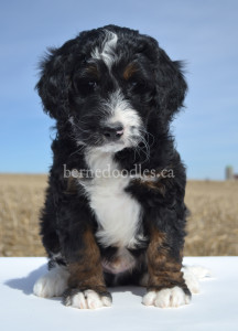 bernedoodles, bernedoodle puppies, bernedoodlees for sale, bernedoodles in canada, tri colour bernedoodles, tri colour, tri colour bernedoodles, tri colour bernedoodles, bernedoodles, bernedoodle breeders, bernedoodle breeders, bernedoodles, bernedoodles, bernedoodles. bernedoodle puppies for sale, berniedoodles, bernadoodles, bernesedoodles, bernedoodles, bernedoodles, bernedoodles, bernedoodle, bernedoodle, bernedoodle, bernedoodle, bernedoodle, bernedoodle puppies, bernedoodle breeders, bernedoodles, bernedoodle puppies, available bernedoodle puppies, available Bernedoodle puppies, tri colour bernedoodle,bernedoodle, bernedoodle, bernedoodle, bernedoodle, bernedoodles, bernedoodle puppies Ontario, bernedoodle, bernedooodle, bernedoodle, bernedoodle, bernedoodle, bernedoodle, bernedoodles, bernedoodle puppies, bernedoodle puppy, bernedoodle breeder in Canada, bernedoodle breeder in Ontario, bernedoodles, bernedoodles for sale,  bernedoodles, Willow Brooke Bernedoodles, bernadoodles, available puppies, available Bernedoodle puppies, bernedoodles British Columbia, bernedoodles Alberta, bernedoodles Ontario, bernedoodles Toronto, bernedoodles Quebec, bernedoodles Nova Scotia, bernedoodles Newfoundland, bernedoodles New Brunswick, Bernese mountain dog, labradoodles, goldendoodles, bernedoodles, swiss ridge, swiss ridge kennel, swiss ridge bernedoodles, bernadoodles, berniedoodles, bernedoodles for sale, bernedoodles, bernedoodle, bernedoodle, bernedoodle, bernedoodle, bernedoodle, bernedoodle, bernedoodles, bernedoodles, bernedoodles, bernedoodle, bernedoodle puppy, bernedoodles Toronto, bernedoodles, bernedoodles, bernedoodle, bernedoodles, bernedoodle, bernedoodle, bernedoodle, bernedoodle, bernedoodle, bernedoodle, bernedoodles, bernedoodle, bernedoodles, bernedoodles, bernedoodles, Willow Brooke Bernedoodles, available Bernedoodle puppies, Bernedoodles Canada, bernedoodle, burnadoodle, berniedoodle, bernadoodle, bernadoodle, bernedoodle, bernedoodles, Bernedoodles, Bernese Mountain Dog, Poodle, Standard Poodle, Moyan Poodle, Mini Bernedoodle, Medium Bernedoodle, Standard Bernedoodle, Bernedoodles, bernedoodle, Bernedoodle Canada, bernedoodles bernedoodles bernedoodles, bernedoodles, Willow Brooke Bernedoodles, available bernedoodles, available Bernedoodles, Bernedoodles, bernedoodles, bernedoodle, bernedoodle, bernedoodles, bernedoodle, bernedoodle, bernedoodles, bernedoodle puppy, bernedoodle, bernedoodle, bernedoodles, bernedoodles, bernedoodle, bernedoodle, bernedoodles, bernedoodle puppies, bernedoodle breeder, Ontario bernedoodle puppies, bernedoodles for sale, available bernedoodle puppies, bernedoodle litters, bernedoodles in New York, bernedoodle, bernedoodle puppy, bernedoodle puppies, bernedoodles Ontario, bernedoodle, bernadoodle, bernadoodle, bernedoodles, bernedoodle puppies for sale, puppies for sale, bernedoodle, berniedoodle, bernedoodles in ontario, bernedoodles in Canada