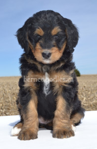 bernedoodles, bernedoodle puppies, bernedoodlees for sale, bernedoodles in canada, tri colour bernedoodles, tri colour, tri colour bernedoodles, tri colour bernedoodles, bernedoodles, bernedoodle breeders, bernedoodle breeders, bernedoodles, bernedoodles, bernedoodles. bernedoodle puppies for sale, berniedoodles, bernadoodles, bernesedoodles, bernedoodles, bernedoodles, bernedoodles, bernedoodle, bernedoodle, bernedoodle, bernedoodle, bernedoodle, bernedoodle puppies, bernedoodle breeders, bernedoodles, bernedoodle puppies, available bernedoodle puppies, available Bernedoodle puppies, tri colour bernedoodle,bernedoodle, bernedoodle, bernedoodle, bernedoodle, bernedoodles, bernedoodle puppies Ontario, bernedoodle, bernedooodle, bernedoodle, bernedoodle, bernedoodle, bernedoodle, bernedoodles, bernedoodle puppies, bernedoodle puppy, bernedoodle breeder in Canada, bernedoodle breeder in Ontario, bernedoodles, bernedoodles for sale,  bernedoodles, Willow Brooke Bernedoodles, bernadoodles, available puppies, available Bernedoodle puppies, bernedoodles British Columbia, bernedoodles Alberta, bernedoodles Ontario, bernedoodles Toronto, bernedoodles Quebec, bernedoodles Nova Scotia, bernedoodles Newfoundland, bernedoodles New Brunswick, Bernese mountain dog, labradoodles, goldendoodles, bernedoodles, swiss ridge, swiss ridge kennel, swiss ridge bernedoodles, bernadoodles, berniedoodles, bernedoodles for sale, bernedoodles, bernedoodle, bernedoodle, bernedoodle, bernedoodle, bernedoodle, bernedoodle, bernedoodles, bernedoodles, bernedoodles, bernedoodle, bernedoodle puppy, bernedoodles Toronto, bernedoodles, bernedoodles, bernedoodle, bernedoodles, bernedoodle, bernedoodle, bernedoodle, bernedoodle, bernedoodle, bernedoodle, bernedoodles, bernedoodle, bernedoodles, bernedoodles, bernedoodles, Willow Brooke Bernedoodles, available Bernedoodle puppies, Bernedoodles Canada, bernedoodle, burnadoodle, berniedoodle, bernadoodle, bernadoodle, bernedoodle, bernedoodles, Bernedoodles, Bernese Mountain Dog, Poodle, Standard Poodle, Moyan Poodle, Mini Bernedoodle, Medium Bernedoodle, Standard Bernedoodle, Bernedoodles, bernedoodle, Bernedoodle Canada, bernedoodles bernedoodles bernedoodles, bernedoodles, Willow Brooke Bernedoodles, available bernedoodles, available Bernedoodles, Bernedoodles, bernedoodles, bernedoodle, bernedoodle, bernedoodles, bernedoodle, bernedoodle, bernedoodles, bernedoodle puppy, bernedoodle, bernedoodle, bernedoodles, bernedoodles, bernedoodle, bernedoodle, bernedoodles, bernedoodle puppies, bernedoodle breeder, Ontario bernedoodle puppies, bernedoodles for sale, available bernedoodle puppies, bernedoodle litters, bernedoodles in New York, bernedoodle, bernedoodle puppy, bernedoodle puppies, bernedoodles Ontario, bernedoodle, bernadoodle, bernadoodle, bernedoodles, bernedoodle puppies for sale, puppies for sale, bernedoodle, berniedoodle, bernedoodles in ontario, bernedoodles in Canada