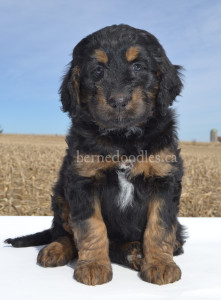 bernedoodles, bernedoodle puppies, bernedoodlees for sale, bernedoodles in canada, tri colour bernedoodles, tri colour, tri colour bernedoodles, tri colour bernedoodles, bernedoodles, bernedoodle breeders, bernedoodle breeders, bernedoodles, bernedoodles, bernedoodles. bernedoodle puppies for sale, berniedoodles, bernadoodles, bernesedoodles, bernedoodles, bernedoodles, bernedoodles, bernedoodle, bernedoodle, bernedoodle, bernedoodle, bernedoodle, bernedoodle puppies, bernedoodle breeders, bernedoodles, bernedoodle puppies, available bernedoodle puppies, available Bernedoodle puppies, tri colour bernedoodle,bernedoodle, bernedoodle, bernedoodle, bernedoodle, bernedoodles, bernedoodle puppies Ontario, bernedoodle, bernedooodle, bernedoodle, bernedoodle, bernedoodle, bernedoodle, bernedoodles, bernedoodle puppies, bernedoodle puppy, bernedoodle breeder in Canada, bernedoodle breeder in Ontario, bernedoodles, bernedoodles for sale,  bernedoodles, Willow Brooke Bernedoodles, bernadoodles, available puppies, available Bernedoodle puppies, bernedoodles British Columbia, bernedoodles Alberta, bernedoodles Ontario, bernedoodles Toronto, bernedoodles Quebec, bernedoodles Nova Scotia, bernedoodles Newfoundland, bernedoodles New Brunswick, Bernese mountain dog, labradoodles, goldendoodles, bernedoodles, swiss ridge, swiss ridge kennel, swiss ridge bernedoodles, bernadoodles, berniedoodles, bernedoodles for sale, bernedoodles, bernedoodle, bernedoodle, bernedoodle, bernedoodle, bernedoodle, bernedoodle, bernedoodles, bernedoodles, bernedoodles, bernedoodle, bernedoodle puppy, bernedoodles Toronto, bernedoodles, bernedoodles, bernedoodle, bernedoodles, bernedoodle, bernedoodle, bernedoodle, bernedoodle, bernedoodle, bernedoodle, bernedoodles, bernedoodle, bernedoodles, bernedoodles, bernedoodles, Willow Brooke Bernedoodles, available Bernedoodle puppies, Bernedoodles Canada, bernedoodle, burnadoodle, berniedoodle, bernadoodle, bernadoodle, bernedoodle, bernedoodles, Bernedoodles, Bernese Mountain Dog, Poodle, Standard Poodle, Moyan Poodle, Mini Bernedoodle, Medium Bernedoodle, Standard Bernedoodle, Bernedoodles, bernedoodle, Bernedoodle Canada, bernedoodles bernedoodles bernedoodles, bernedoodles, Willow Brooke Bernedoodles, available bernedoodles, available Bernedoodles, Bernedoodles, bernedoodles, bernedoodle, bernedoodle, bernedoodles, bernedoodle, bernedoodle, bernedoodles, bernedoodle puppy, bernedoodle, bernedoodle, bernedoodles, bernedoodles, bernedoodle, bernedoodle, bernedoodles, bernedoodle puppies, bernedoodle breeder, Ontario bernedoodle puppies, bernedoodles for sale, available bernedoodle puppies, bernedoodle litters, bernedoodles in New York, bernedoodle, bernedoodle puppy, bernedoodle puppies, bernedoodles Ontario, bernedoodle, bernadoodle, bernadoodle, bernedoodles, bernedoodle puppies for sale, puppies for sale, bernedoodle, berniedoodle, bernedoodles in ontario, bernedoodles in Canada