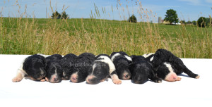 bernedoodles, bernedoodle puppies, bernedoodlees for sale, bernedoodles in canada, tri colour bernedoodles, tri colour, tri colour bernedoodles, tri colour bernedoodles, bernedoodles, bernedoodle breeders, bernedoodle breeders, bernedoodles, bernedoodles, bernedoodles. bernedoodle puppies for sale, berniedoodles, bernadoodles, bernesedoodles, bernedoodles, bernedoodles, bernedoodles, bernedoodle, bernedoodle, bernedoodle, bernedoodle, bernedoodle, bernedoodle puppies, bernedoodle breeders, bernedoodles, bernedoodle puppies, available bernedoodle puppies, available Bernedoodle puppies, tri colour bernedoodle,bernedoodle, bernedoodle, bernedoodle, bernedoodle, bernedoodles, bernedoodle puppies Ontario, bernedoodle, bernedooodle, bernedoodle, bernedoodle, bernedoodle, bernedoodle, bernedoodles, bernedoodle puppies, bernedoodle puppy, bernedoodle breeder in Canada, bernedoodle breeder in Ontario, bernedoodles, bernedoodles for sale, bernedoodles, Willow Brooke Bernedoodles, bernadoodles, available puppies, available Bernedoodle puppies, bernedoodles British Columbia, bernedoodles Alberta, bernedoodles Ontario, bernedoodles Toronto, bernedoodles Quebec, bernedoodles Nova Scotia, bernedoodles Newfoundland, bernedoodles New Brunswick, Bernese mountain dog, labradoodles, goldendoodles, bernedoodles, swiss ridge, swiss ridge kennel, swiss ridge bernedoodles, bernadoodles, berniedoodles, bernedoodles for sale, bernedoodles, bernedoodle, bernedoodle, bernedoodle, bernedoodle, bernedoodle, bernedoodle, bernedoodles, bernedoodles, bernedoodles, bernedoodle, bernedoodle puppy, bernedoodles Toronto, bernedoodles, bernedoodles, bernedoodle, bernedoodles, bernedoodle, bernedoodle, bernedoodle, bernedoodle, bernedoodle, bernedoodle, bernedoodles, bernedoodle, bernedoodles, bernedoodles, bernedoodles, Willow Brooke Bernedoodles, available Bernedoodle puppies, Bernedoodles Canada, bernedoodle, burnadoodle, berniedoodle, bernadoodle, bernadoodle, bernedoodle, bernedoodles, Bernedoodles, Bernese Mountain Dog, Poodle, Standard Poodle, Moyan Poodle, Mini Bernedoodle, Medium Bernedoodle, Standard Bernedoodle, Bernedoodles, bernedoodle, Bernedoodle Canada, bernedoodles bernedoodles bernedoodles, bernedoodles, Willow Brooke Bernedoodles, available bernedoodles, available Bernedoodles, Bernedoodles, bernedoodles, bernedoodle, bernedoodle, bernedoodles, bernedoodle, bernedoodle, bernedoodles, bernedoodle puppy, bernedoodle, bernedoodle, bernedoodles, bernedoodles, bernedoodle, bernedoodle, bernedoodles, bernedoodle puppies, bernedoodle breeder, Ontario bernedoodle puppies, bernedoodles for sale, available bernedoodle puppies, bernedoodle litters, bernedoodles in New York, bernedoodle, bernedoodle puppy, bernedoodle puppies, bernedoodles Ontario, bernedoodle, bernadoodle, bernadoodle, bernedoodles, bernedoodle puppies for sale, puppies for sale, bernedoodle, berniedoodle, bernedoodles in ontario, bernedoodles in Canada