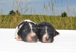 bernedoodles, bernedoodle puppies, bernedoodlees for sale, bernedoodles in canada, tri colour bernedoodles, tri colour, tri colour bernedoodles, tri colour bernedoodles, bernedoodles, bernedoodle breeders, bernedoodle breeders, bernedoodles, bernedoodles, bernedoodles. bernedoodle puppies for sale, berniedoodles, bernadoodles, bernesedoodles, bernedoodles, bernedoodles, bernedoodles, bernedoodle, bernedoodle, bernedoodle, bernedoodle, bernedoodle, bernedoodle puppies, bernedoodle breeders, bernedoodles, bernedoodle puppies, available bernedoodle puppies, available Bernedoodle puppies, tri colour bernedoodle,bernedoodle, bernedoodle, bernedoodle, bernedoodle, bernedoodles, bernedoodle puppies Ontario, bernedoodle, bernedooodle, bernedoodle, bernedoodle, bernedoodle, bernedoodle, bernedoodles, bernedoodle puppies, bernedoodle puppy, bernedoodle breeder in Canada, bernedoodle breeder in Ontario, bernedoodles, bernedoodles for sale, bernedoodles, Willow Brooke Bernedoodles, bernadoodles, available puppies, available Bernedoodle puppies, bernedoodles British Columbia, bernedoodles Alberta, bernedoodles Ontario, bernedoodles Toronto, bernedoodles Quebec, bernedoodles Nova Scotia, bernedoodles Newfoundland, bernedoodles New Brunswick, Bernese mountain dog, labradoodles, goldendoodles, bernedoodles, swiss ridge, swiss ridge kennel, swiss ridge bernedoodles, bernadoodles, berniedoodles, bernedoodles for sale, bernedoodles, bernedoodle, bernedoodle, bernedoodle, bernedoodle, bernedoodle, bernedoodle, bernedoodles, bernedoodles, bernedoodles, bernedoodle, bernedoodle puppy, bernedoodles Toronto, bernedoodles, bernedoodles, bernedoodle, bernedoodles, bernedoodle, bernedoodle, bernedoodle, bernedoodle, bernedoodle, bernedoodle, bernedoodles, bernedoodle, bernedoodles, bernedoodles, bernedoodles, Willow Brooke Bernedoodles, available Bernedoodle puppies, Bernedoodles Canada, bernedoodle, burnadoodle, berniedoodle, bernadoodle, bernadoodle, bernedoodle, bernedoodles, Bernedoodles, Bernese Mountain Dog, Poodle, Standard Poodle, Moyan Poodle, Mini Bernedoodle, Medium Bernedoodle, Standard Bernedoodle, Bernedoodles, bernedoodle, Bernedoodle Canada, bernedoodles bernedoodles bernedoodles, bernedoodles, Willow Brooke Bernedoodles, available bernedoodles, available Bernedoodles, Bernedoodles, bernedoodles, bernedoodle, bernedoodle, bernedoodles, bernedoodle, bernedoodle, bernedoodles, bernedoodle puppy, bernedoodle, bernedoodle, bernedoodles, bernedoodles, bernedoodle, bernedoodle, bernedoodles, bernedoodle puppies, bernedoodle breeder, Ontario bernedoodle puppies, bernedoodles for sale, available bernedoodle puppies, bernedoodle litters, bernedoodles in New York, bernedoodle, bernedoodle puppy, bernedoodle puppies, bernedoodles Ontario, bernedoodle, bernadoodle, bernadoodle, bernedoodles, bernedoodle puppies for sale, puppies for sale, bernedoodle, berniedoodle, bernedoodles in ontario, bernedoodles in Canada