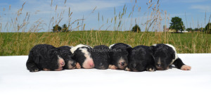 bernedoodles, bernedoodle puppies, bernedoodlees for sale, bernedoodles in canada, tri colour bernedoodles, tri colour, tri colour bernedoodles, tri colour bernedoodles, bernedoodles, bernedoodle breeders, bernedoodle breeders, bernedoodles, bernedoodles, bernedoodles. bernedoodle puppies for sale, berniedoodles, bernadoodles, bernesedoodles, bernedoodles, bernedoodles, bernedoodles, bernedoodle, bernedoodle, bernedoodle, bernedoodle, bernedoodle, bernedoodle puppies, bernedoodle breeders, bernedoodles, bernedoodle puppies, available bernedoodle puppies, available Bernedoodle puppies, tri colour bernedoodle,bernedoodle, bernedoodle, bernedoodle, bernedoodle, bernedoodles, bernedoodle puppies Ontario, bernedoodle, bernedooodle, bernedoodle, bernedoodle, bernedoodle, bernedoodle, bernedoodles, bernedoodle puppies, bernedoodle puppy, bernedoodle breeder in Canada, bernedoodle breeder in Ontario, bernedoodles, bernedoodles for sale, bernedoodles, Willow Brooke Bernedoodles, bernadoodles, available puppies, available Bernedoodle puppies, bernedoodles British Columbia, bernedoodles Alberta, bernedoodles Ontario, bernedoodles Toronto, bernedoodles Quebec, bernedoodles Nova Scotia, bernedoodles Newfoundland, bernedoodles New Brunswick, Bernese mountain dog, labradoodles, goldendoodles, bernedoodles, swiss ridge, swiss ridge kennel, swiss ridge bernedoodles, bernadoodles, berniedoodles, bernedoodles for sale, bernedoodles, bernedoodle, bernedoodle, bernedoodle, bernedoodle, bernedoodle, bernedoodle, bernedoodles, bernedoodles, bernedoodles, bernedoodle, bernedoodle puppy, bernedoodles Toronto, bernedoodles, bernedoodles, bernedoodle, bernedoodles, bernedoodle, bernedoodle, bernedoodle, bernedoodle, bernedoodle, bernedoodle, bernedoodles, bernedoodle, bernedoodles, bernedoodles, bernedoodles, Willow Brooke Bernedoodles, available Bernedoodle puppies, Bernedoodles Canada, bernedoodle, burnadoodle, berniedoodle, bernadoodle, bernadoodle, bernedoodle, bernedoodles, Bernedoodles, Bernese Mountain Dog, Poodle, Standard Poodle, Moyan Poodle, Mini Bernedoodle, Medium Bernedoodle, Standard Bernedoodle, Bernedoodles, bernedoodle, Bernedoodle Canada, bernedoodles bernedoodles bernedoodles, bernedoodles, Willow Brooke Bernedoodles, available bernedoodles, available Bernedoodles, Bernedoodles, bernedoodles, bernedoodle, bernedoodle, bernedoodles, bernedoodle, bernedoodle, bernedoodles, bernedoodle puppy, bernedoodle, bernedoodle, bernedoodles, bernedoodles, bernedoodle, bernedoodle, bernedoodles, bernedoodle puppies, bernedoodle breeder, Ontario bernedoodle puppies, bernedoodles for sale, available bernedoodle puppies, bernedoodle litters, bernedoodles in New York, bernedoodle, bernedoodle puppy, bernedoodle puppies, bernedoodles Ontario, bernedoodle, bernadoodle, bernadoodle, bernedoodles, bernedoodle puppies for sale, puppies for sale, bernedoodle, berniedoodle, bernedoodles in ontario, bernedoodles in Canada