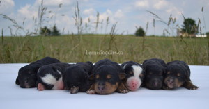 bernedoodles, bernedoodle puppies, bernedoodlees for sale, bernedoodles in canada, tri colour bernedoodles, tri colour, tri colour bernedoodles, tri colour bernedoodles, bernedoodles, bernedoodle breeders, bernedoodle breeders, bernedoodles, bernedoodles, bernedoodles. bernedoodle puppies for sale, berniedoodles, bernadoodles, bernesedoodles, bernedoodles, bernedoodles, bernedoodles, bernedoodle, bernedoodle, bernedoodle, bernedoodle, bernedoodle, bernedoodle puppies, bernedoodle breeders, bernedoodles, bernedoodle puppies, available bernedoodle puppies, available Bernedoodle puppies, tri colour bernedoodle,bernedoodle, bernedoodle, bernedoodle, bernedoodle, bernedoodles, bernedoodle puppies Ontario, bernedoodle, bernedooodle, bernedoodle, bernedoodle, bernedoodle, bernedoodle, bernedoodles, bernedoodle puppies, bernedoodle puppy, bernedoodle breeder in Canada, bernedoodle breeder in Ontario, bernedoodles, bernedoodles for sale, bernedoodles, Willow Brooke Bernedoodles, bernadoodles, available puppies, available Bernedoodle puppies, bernedoodles British Columbia, bernedoodles Alberta, bernedoodles Ontario, bernedoodles Toronto, bernedoodles Quebec, bernedoodles Nova Scotia, bernedoodles Newfoundland, bernedoodles New Brunswick, Bernese mountain dog, labradoodles, goldendoodles, bernedoodles, swiss ridge, swiss ridge kennel, swiss ridge bernedoodles, bernadoodles, berniedoodles, bernedoodles for sale, bernedoodles, bernedoodle, bernedoodle, bernedoodle, bernedoodle, bernedoodle, bernedoodle, bernedoodles, bernedoodles, bernedoodles, bernedoodle, bernedoodle puppy, bernedoodles Toronto, bernedoodles, bernedoodles, bernedoodle, bernedoodles, bernedoodle, bernedoodle, bernedoodle, bernedoodle, bernedoodle, bernedoodle, bernedoodles, bernedoodle, bernedoodles, bernedoodles, bernedoodles, Willow Brooke Bernedoodles, available Bernedoodle puppies, Bernedoodles Canada, bernedoodle, burnadoodle, berniedoodle, bernadoodle, bernadoodle, bernedoodle, bernedoodles, Bernedoodles, Bernese Mountain Dog, Poodle, Standard Poodle, Moyan Poodle, Mini Bernedoodle, Medium Bernedoodle, Standard Bernedoodle, Bernedoodles, bernedoodle, Bernedoodle Canada, bernedoodles bernedoodles bernedoodles, bernedoodles, Willow Brooke Bernedoodles, available bernedoodles, available Bernedoodles, Bernedoodles, bernedoodles, bernedoodle, bernedoodle, bernedoodles, bernedoodle, bernedoodle, bernedoodles, bernedoodle puppy, bernedoodle, bernedoodle, bernedoodles, bernedoodles, bernedoodle, bernedoodle, bernedoodles, bernedoodle puppies, bernedoodle breeder, Ontario bernedoodle puppies, bernedoodles for sale, available bernedoodle puppies, bernedoodle litters, bernedoodles in New York, bernedoodle, bernedoodle puppy, bernedoodle puppies, bernedoodles Ontario, bernedoodle, bernadoodle, bernadoodle, bernedoodles, bernedoodle puppies for sale, puppies for sale, bernedoodle, berniedoodle, bernedoodles in ontario, bernedoodles in Canada