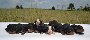 bernedoodles, bernedoodle puppies, bernedoodlees for sale, bernedoodles in canada, tri colour bernedoodles, tri colour, tri colour bernedoodles, tri colour bernedoodles, bernedoodles, bernedoodle breeders, bernedoodle breeders, bernedoodles, bernedoodles, bernedoodles. bernedoodle puppies for sale, berniedoodles, bernadoodles, bernesedoodles, bernedoodles, bernedoodles, bernedoodles, bernedoodle, bernedoodle, bernedoodle, bernedoodle, bernedoodle, bernedoodle puppies, bernedoodle breeders, bernedoodles, bernedoodle puppies, available bernedoodle puppies, available Bernedoodle puppies, tri colour bernedoodle,bernedoodle, bernedoodle, bernedoodle, bernedoodle, bernedoodles, bernedoodle puppies Ontario, bernedoodle, bernedooodle, bernedoodle, bernedoodle, bernedoodle, bernedoodle, bernedoodles, bernedoodle puppies, bernedoodle puppy, bernedoodle breeder in Canada, bernedoodle breeder in Ontario, bernedoodles, bernedoodles for sale, bernedoodles, Willow Brooke Bernedoodles, bernadoodles, available puppies, available Bernedoodle puppies, bernedoodles British Columbia, bernedoodles Alberta, bernedoodles Ontario, bernedoodles Toronto, bernedoodles Quebec, bernedoodles Nova Scotia, bernedoodles Newfoundland, bernedoodles New Brunswick, Bernese mountain dog, labradoodles, goldendoodles, bernedoodles, swiss ridge, swiss ridge kennel, swiss ridge bernedoodles, bernadoodles, berniedoodles, bernedoodles for sale, bernedoodles, bernedoodle, bernedoodle, bernedoodle, bernedoodle, bernedoodle, bernedoodle, bernedoodles, bernedoodles, bernedoodles, bernedoodle, bernedoodle puppy, bernedoodles Toronto, bernedoodles, bernedoodles, bernedoodle, bernedoodles, bernedoodle, bernedoodle, bernedoodle, bernedoodle, bernedoodle, bernedoodle, bernedoodles, bernedoodle, bernedoodles, bernedoodles, bernedoodles, Willow Brooke Bernedoodles, available Bernedoodle puppies, Bernedoodles Canada, bernedoodle, burnadoodle, berniedoodle, bernadoodle, bernadoodle, bernedoodle, bernedoodles, Bernedoodles, Bernese Mountain Dog, Poodle, Standard Poodle, Moyan Poodle, Mini Bernedoodle, Medium Bernedoodle, Standard Bernedoodle, Bernedoodles, bernedoodle, Bernedoodle Canada, bernedoodles bernedoodles bernedoodles, bernedoodles, Willow Brooke Bernedoodles, available bernedoodles, available Bernedoodles, Bernedoodles, bernedoodles, bernedoodle, bernedoodle, bernedoodles, bernedoodle, bernedoodle, bernedoodles, bernedoodle puppy, bernedoodle, bernedoodle, bernedoodles, bernedoodles, bernedoodle, bernedoodle, bernedoodles, bernedoodle puppies, bernedoodle breeder, Ontario bernedoodle puppies, bernedoodles for sale, available bernedoodle puppies, bernedoodle litters, bernedoodles in New York, bernedoodle, bernedoodle puppy, bernedoodle puppies, bernedoodles Ontario, bernedoodle, bernadoodle, bernadoodle, bernedoodles, bernedoodle puppies for sale, puppies for sale, bernedoodle, berniedoodle, bernedoodles in ontario, bernedoodles in Canada